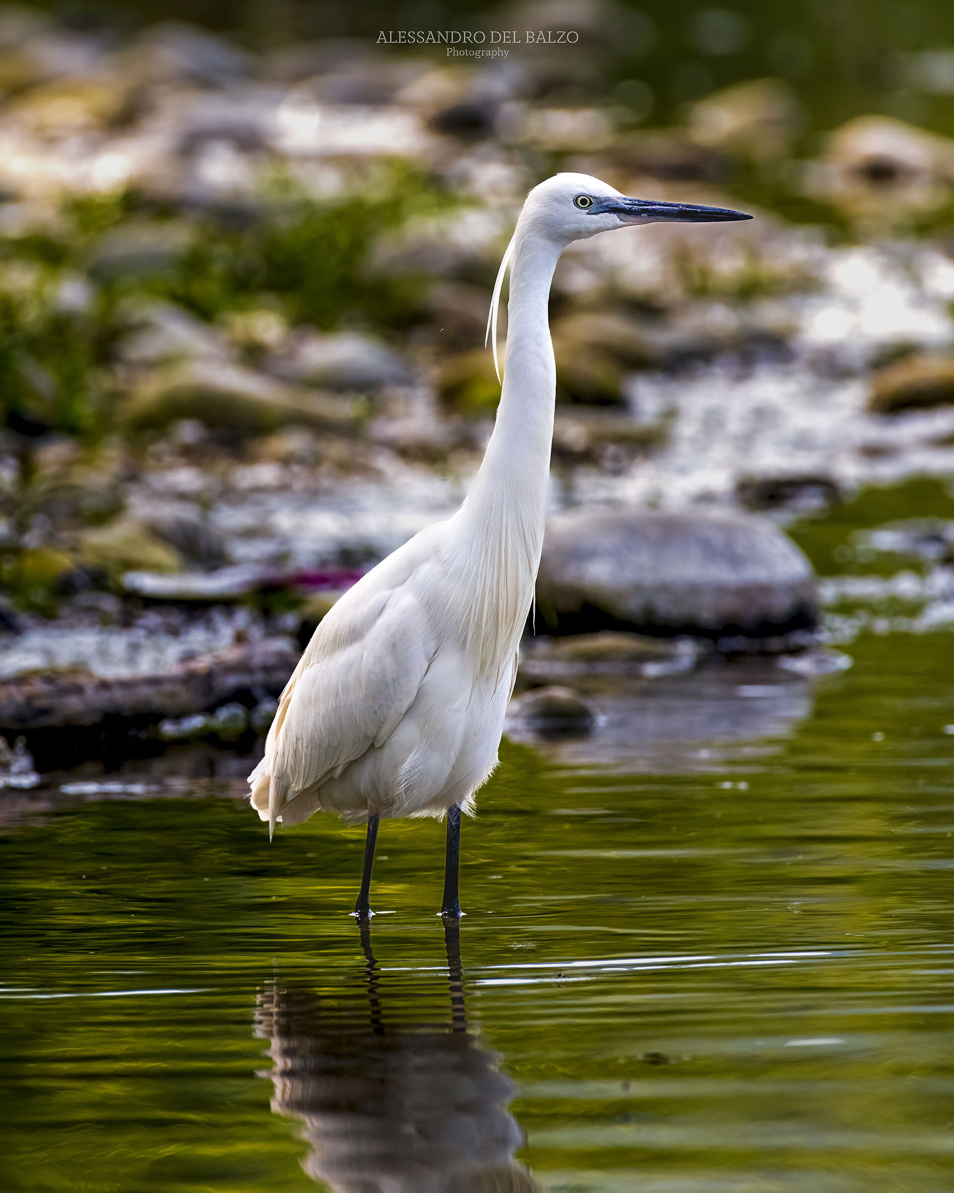 Egretta Garzetta