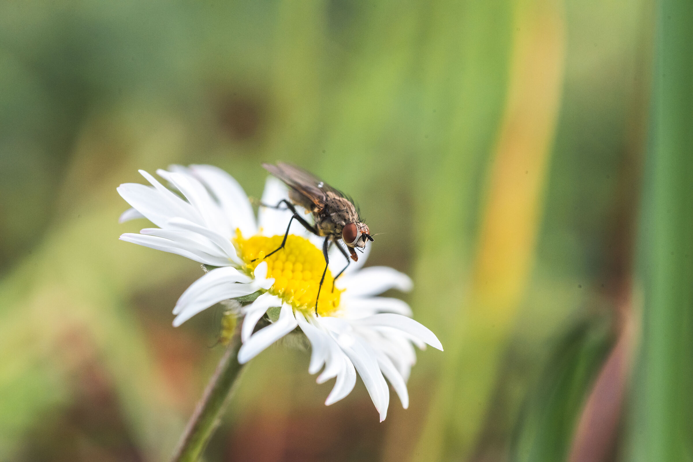 Flies also like daisies