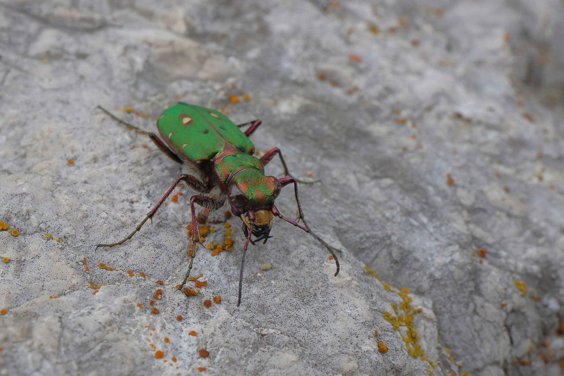 Cicindela campestris
