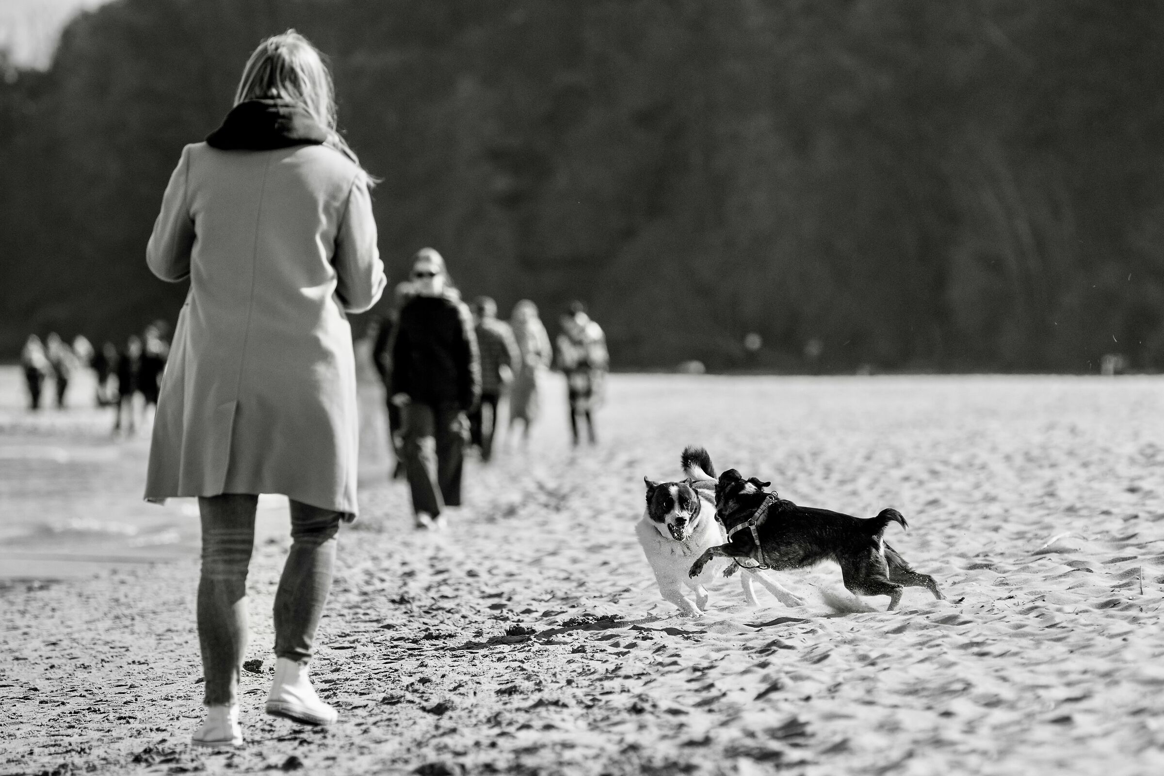 Walk with dog's