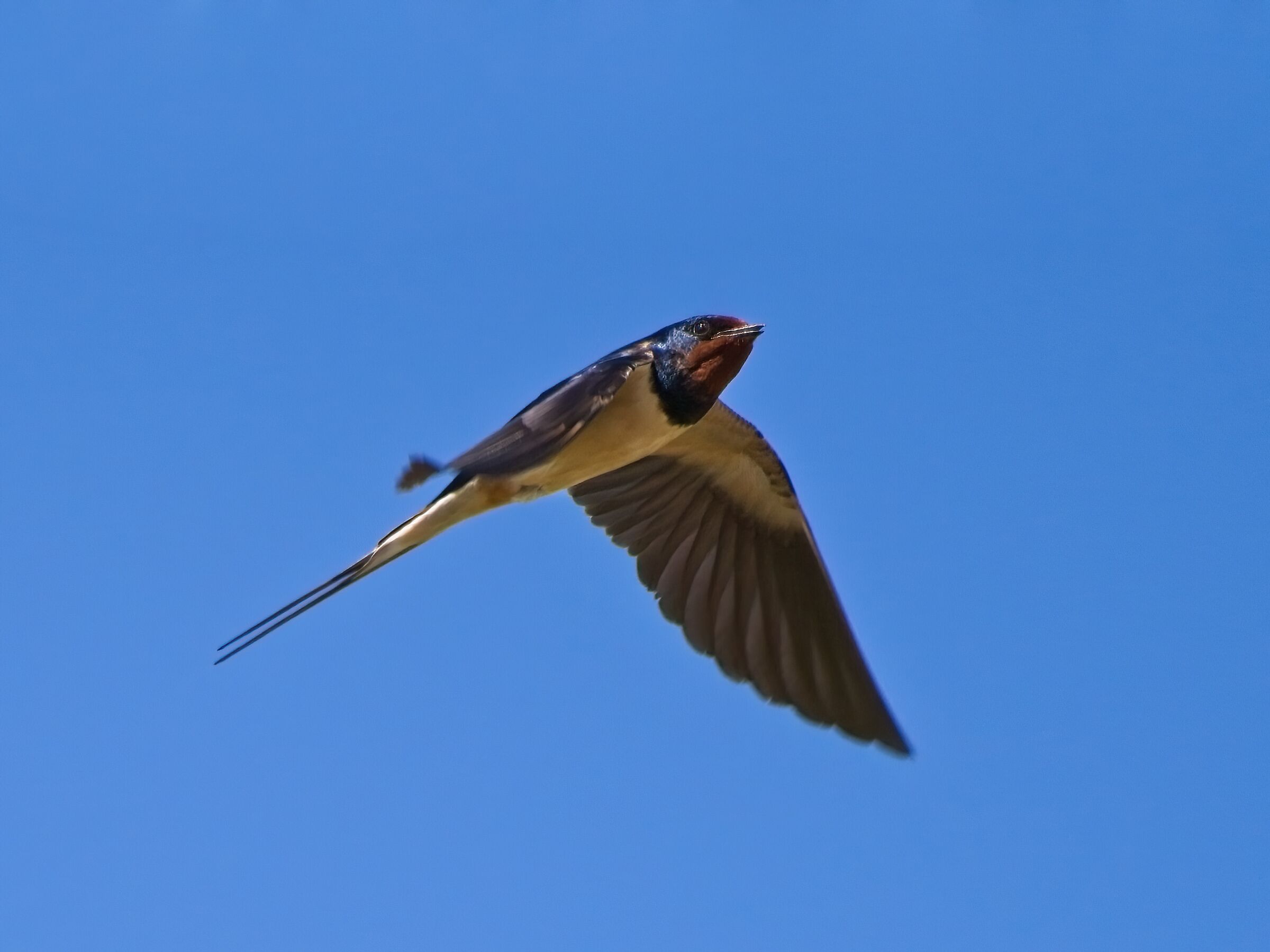 Swallow