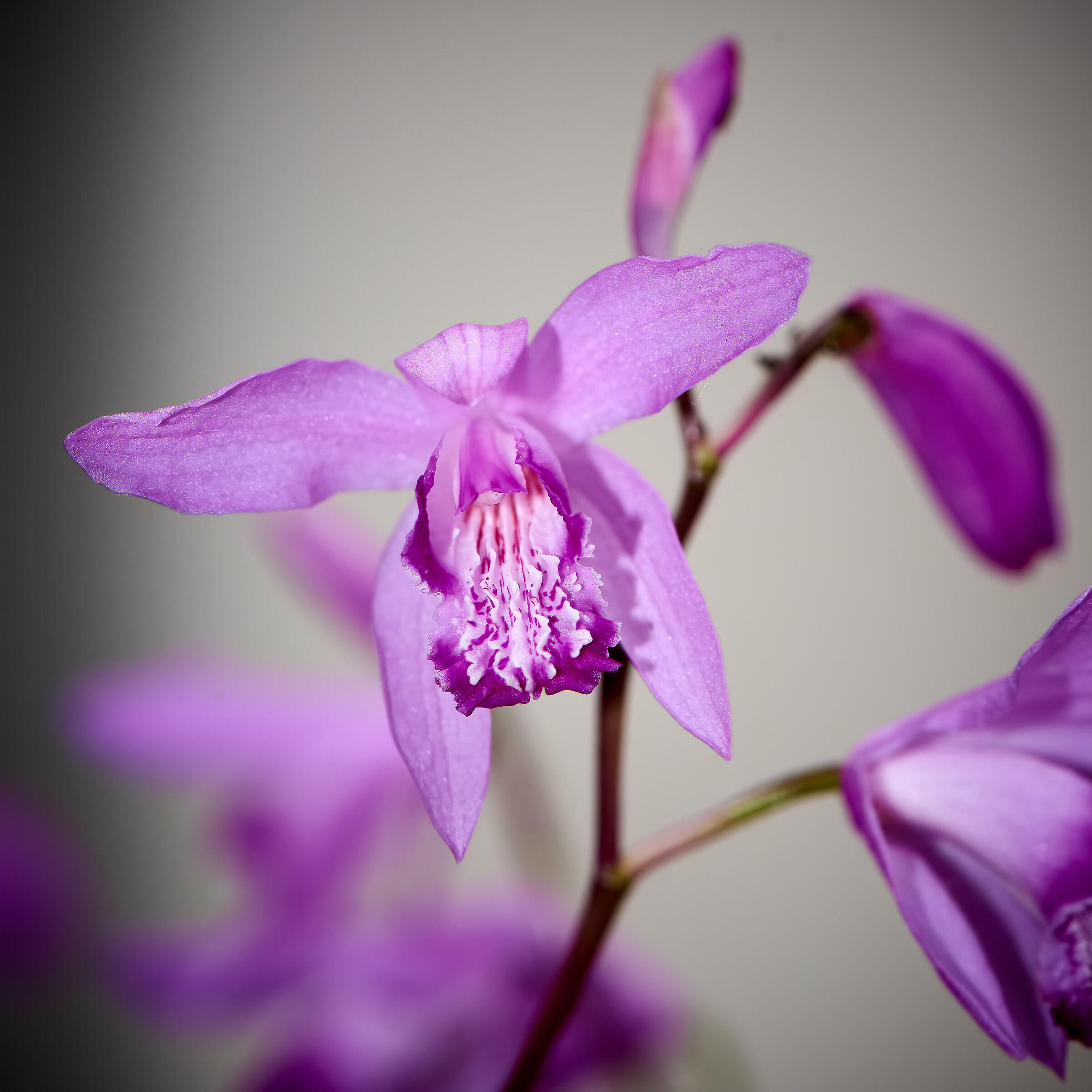 Bletilla striata