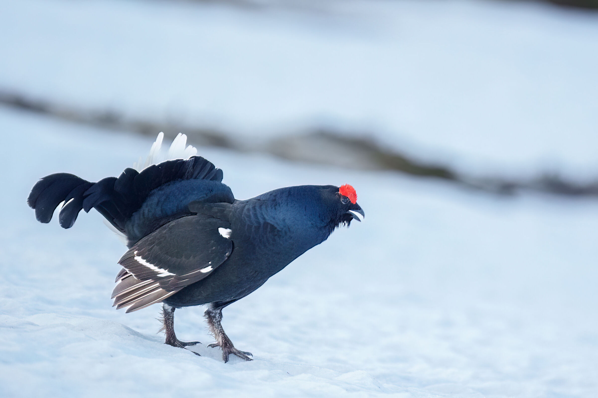 Black grouse 2023