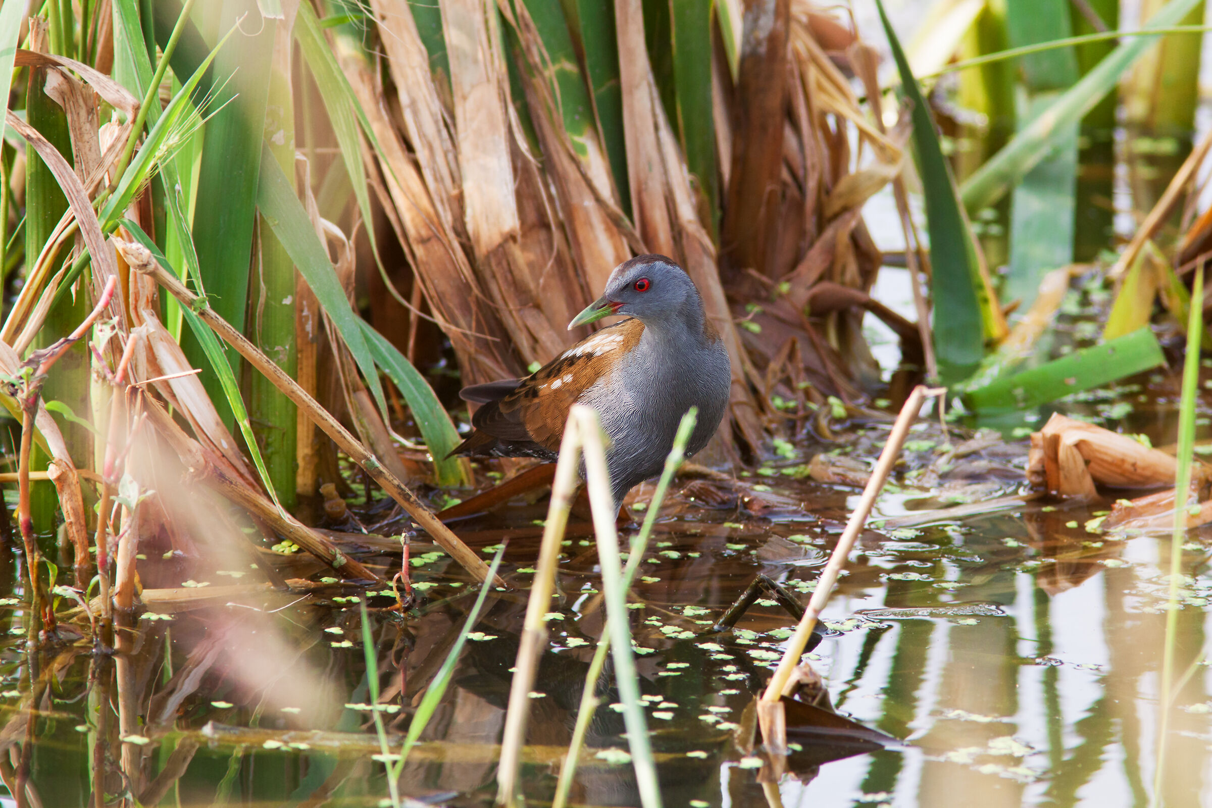 Crake photo document