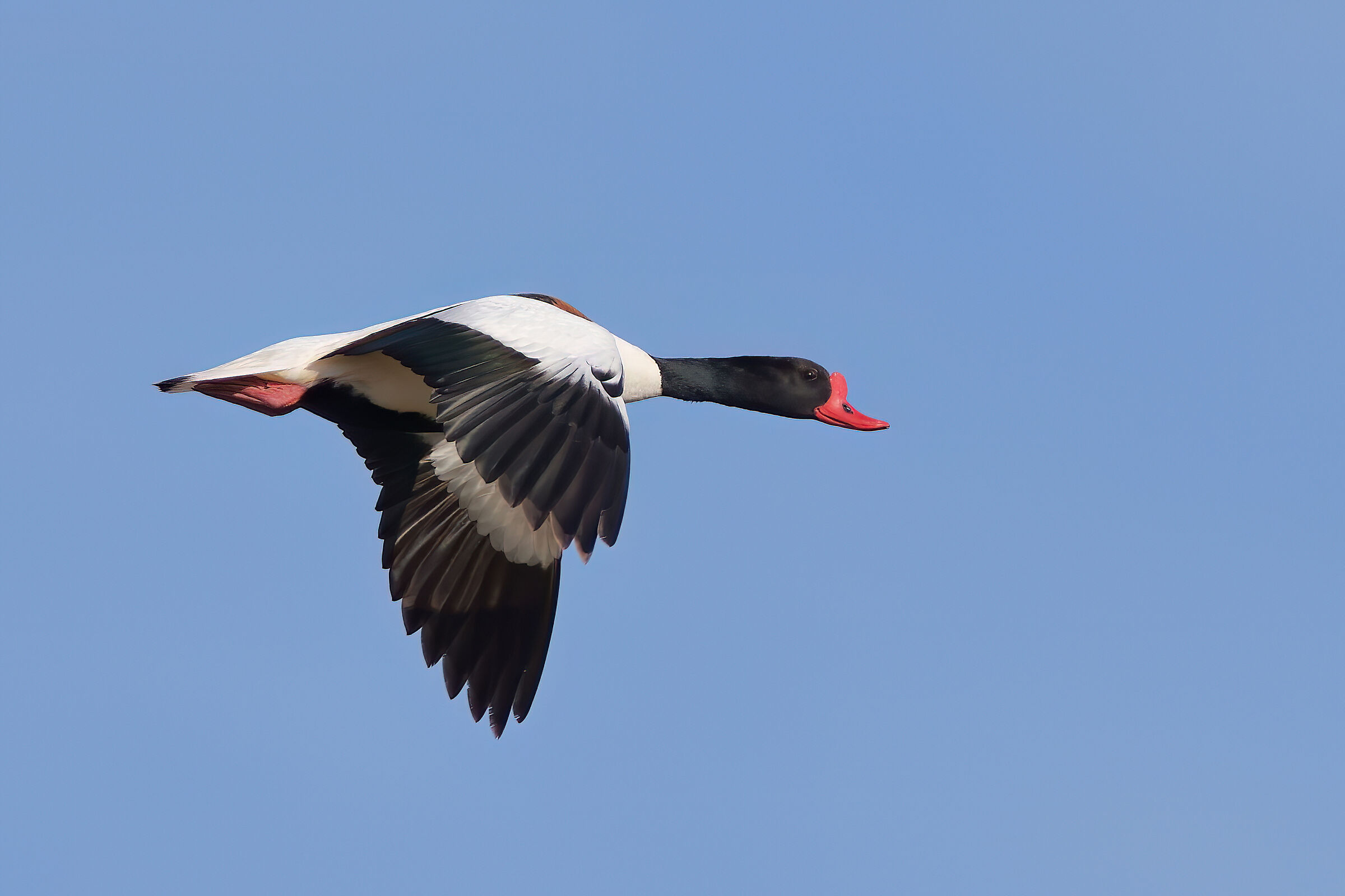 Common shelduck