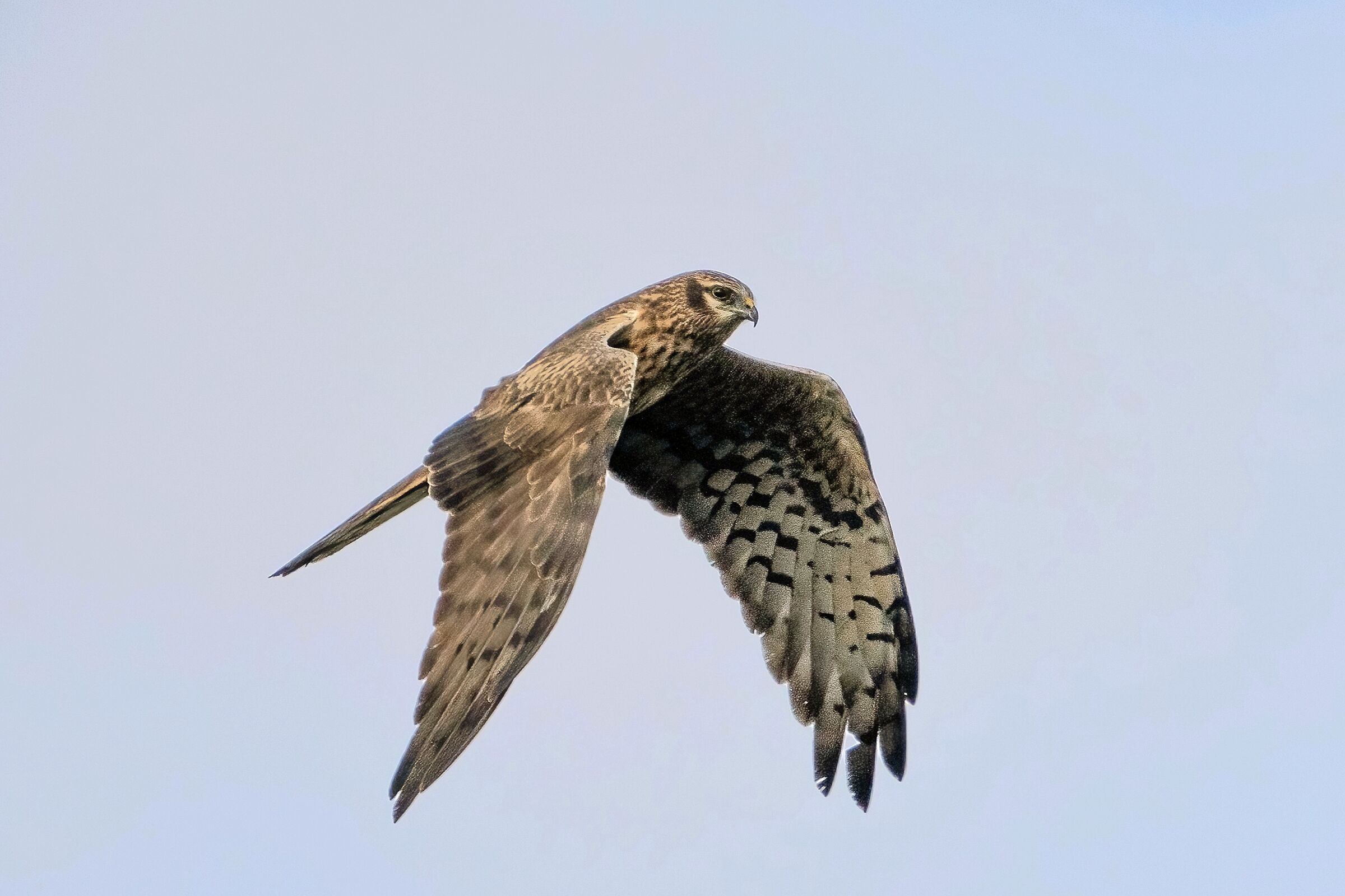 Albanella minore (Circus pygargus) - femmina