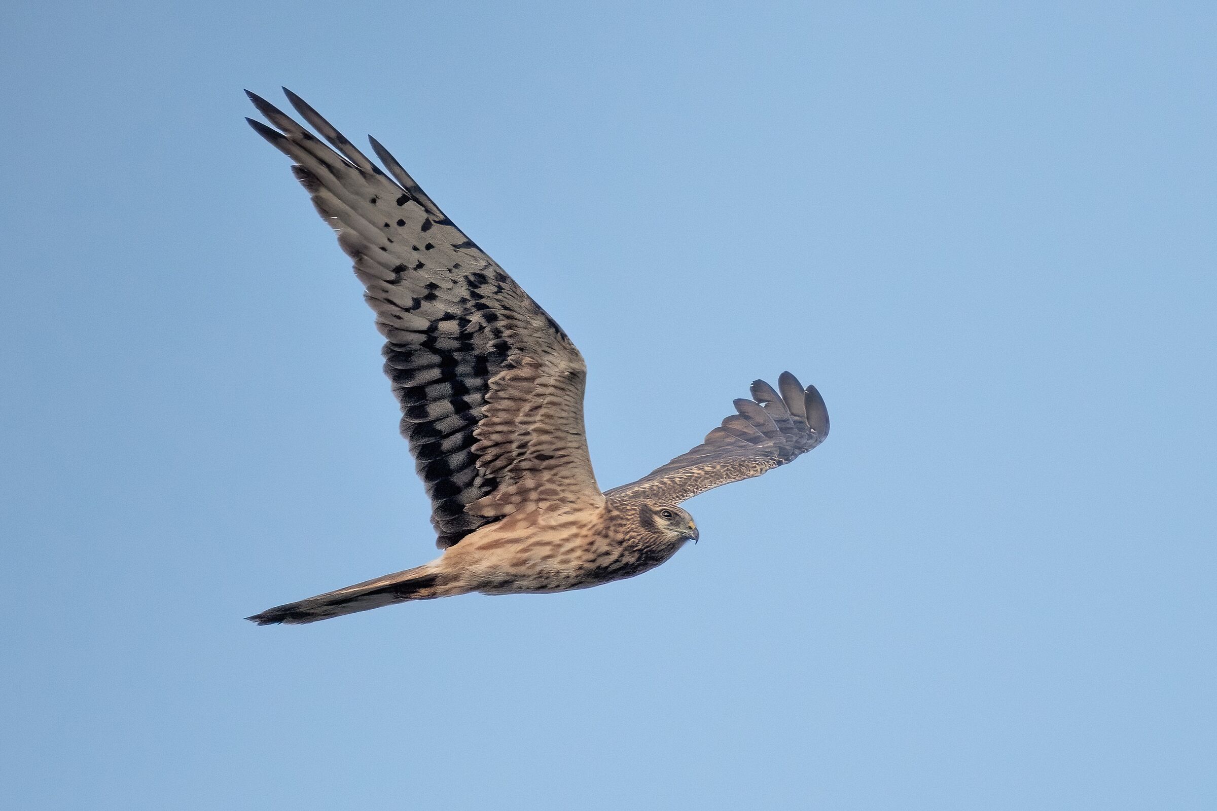 Harrier (Circus pygargus) - female