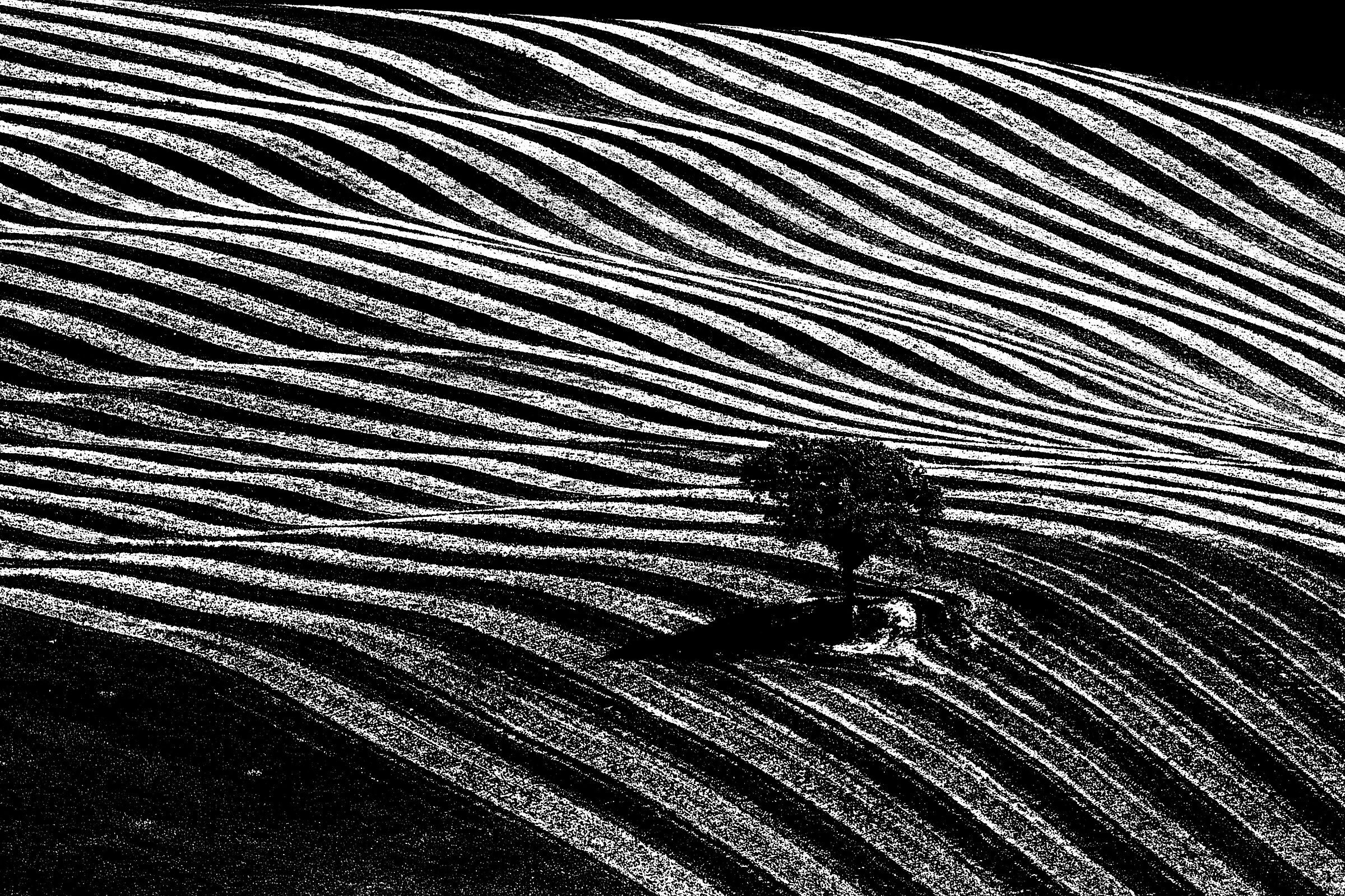 la zebra della val d'Orcia.