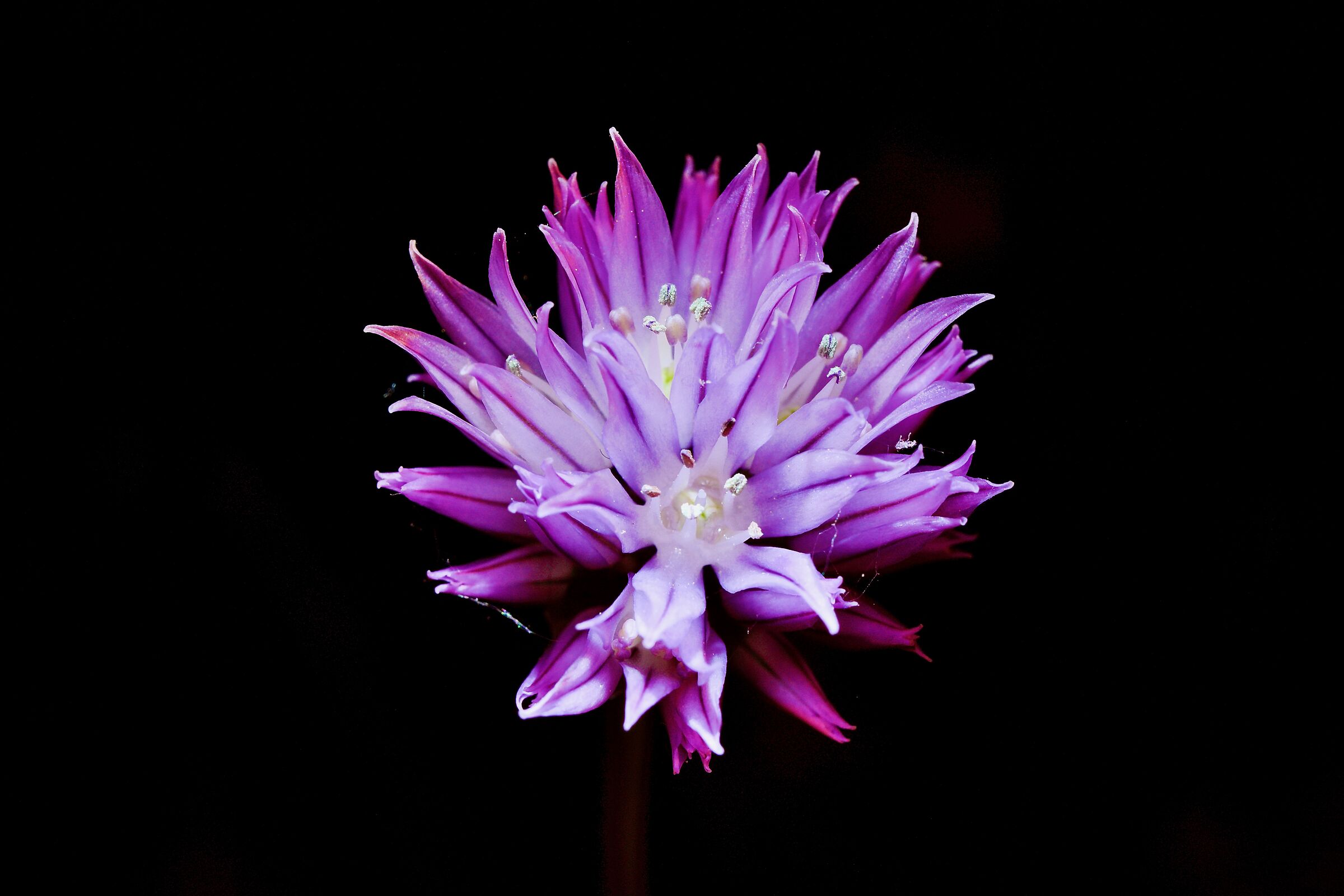 Allium schoenoprasum