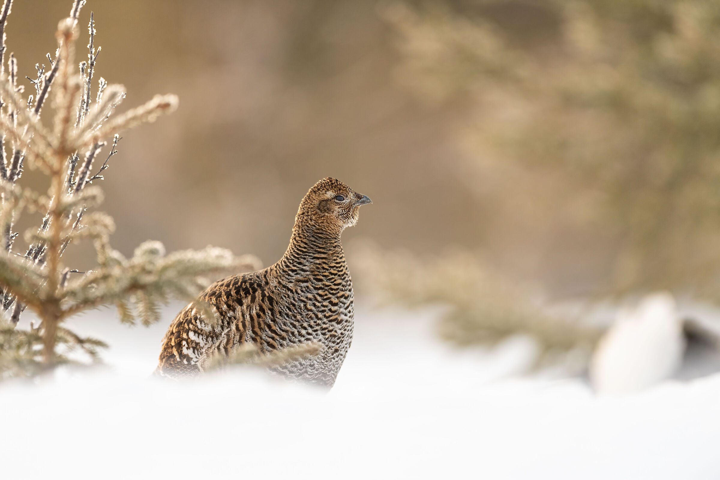 Femmina gallo forcello