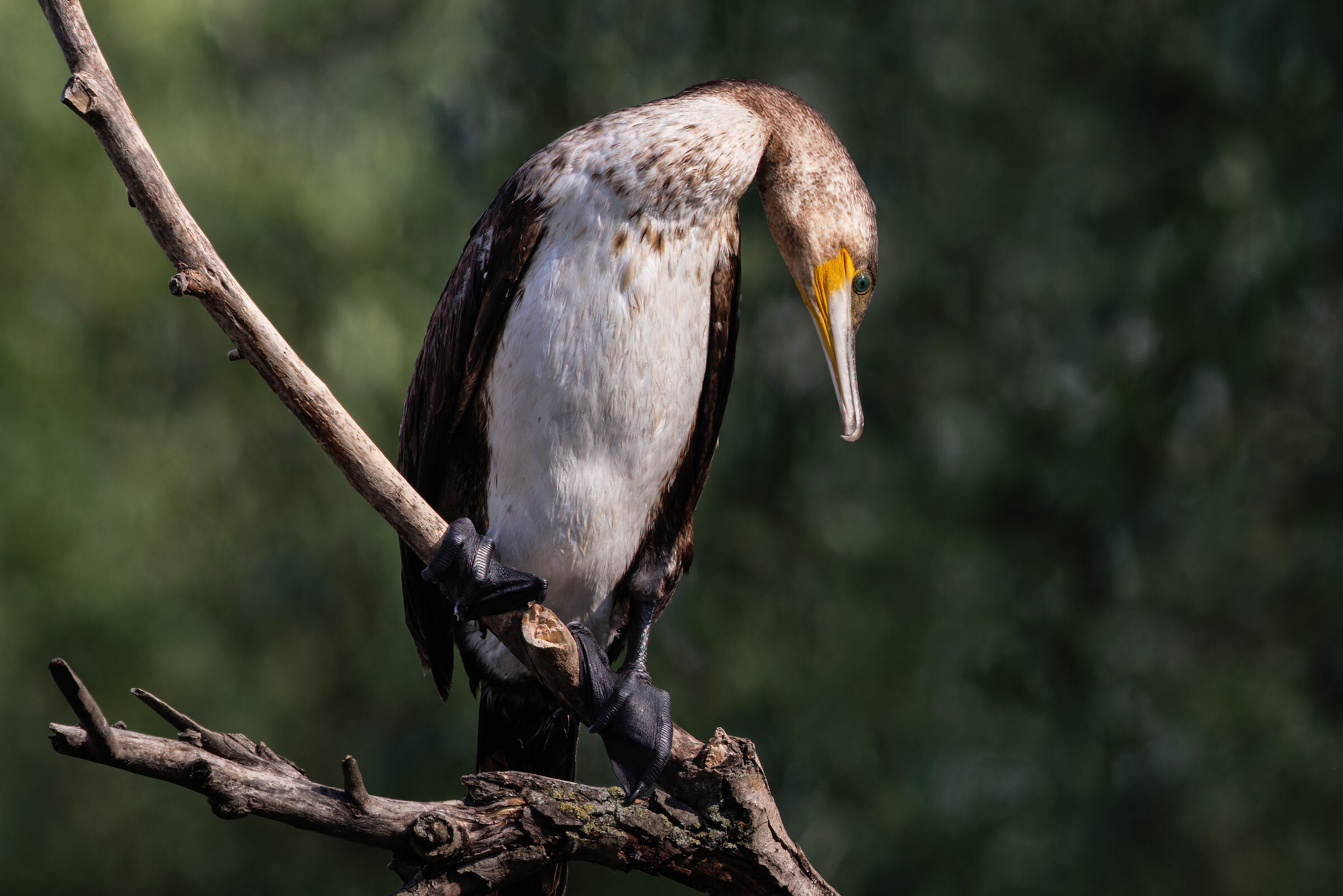 Cormorano