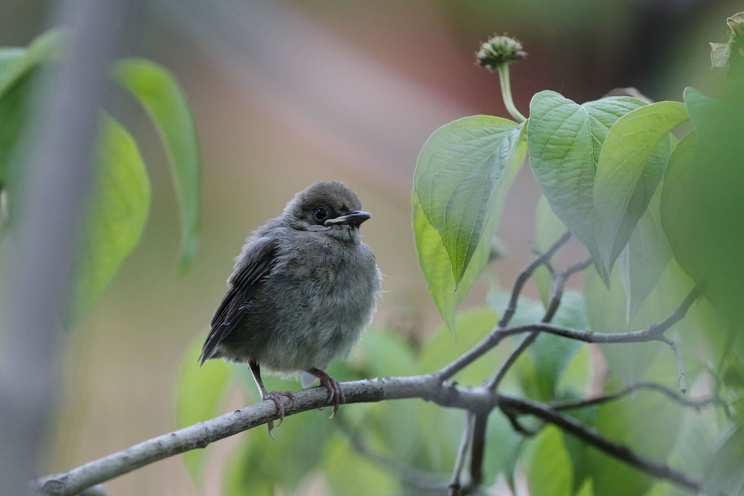 Blackcap chick (I think)