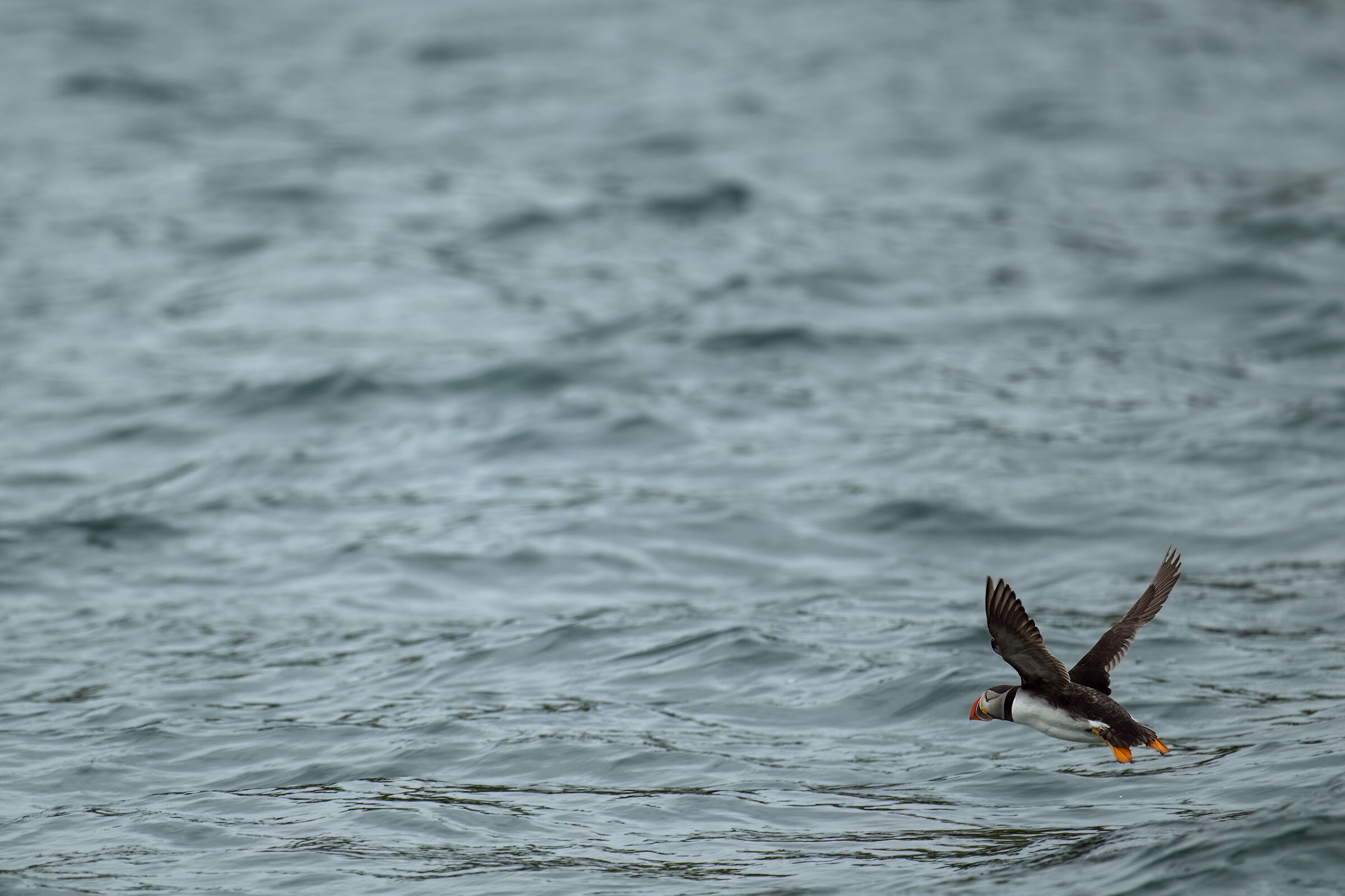 Puffin (Arctic Fratercula)
