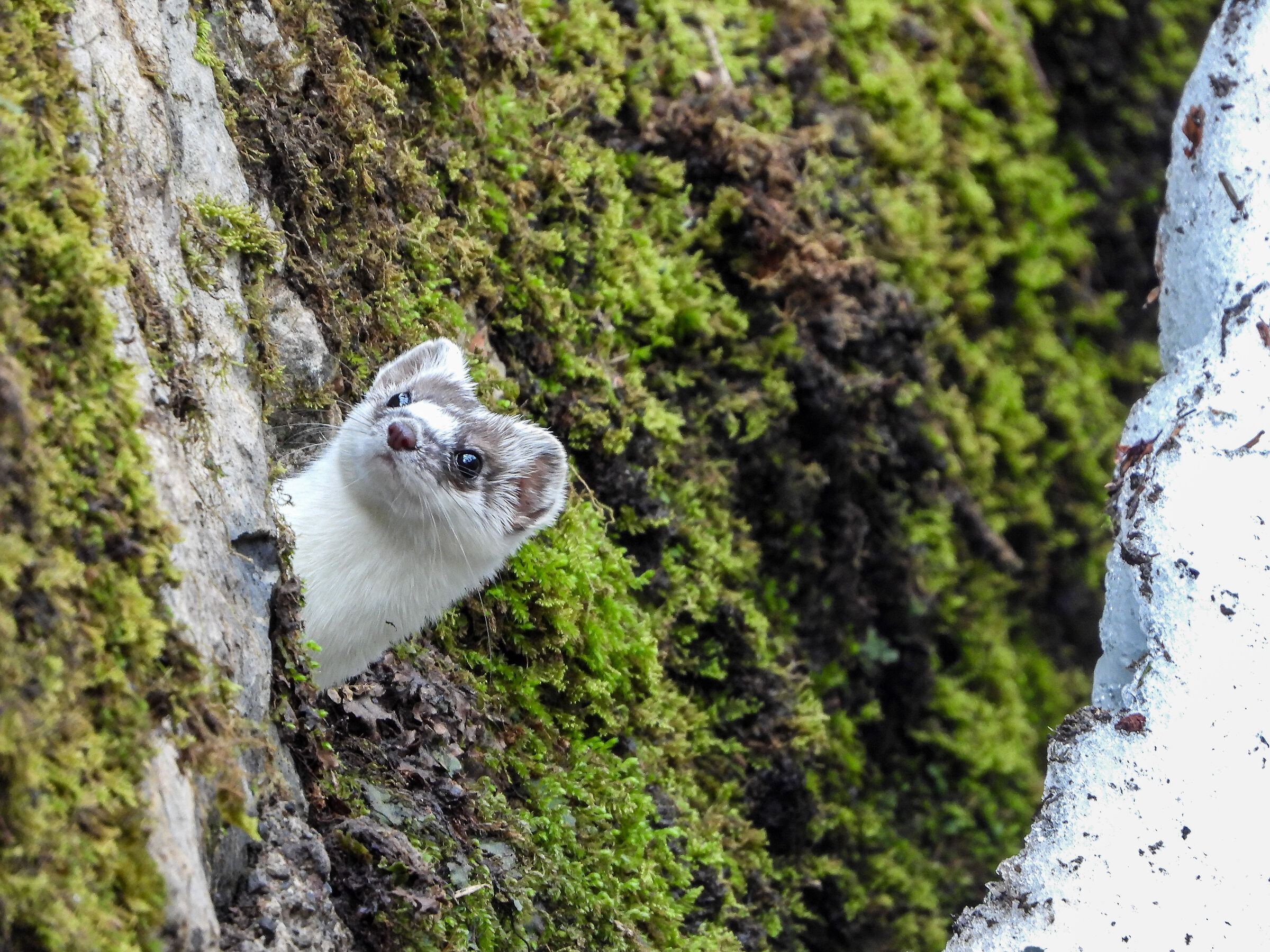 Ermine