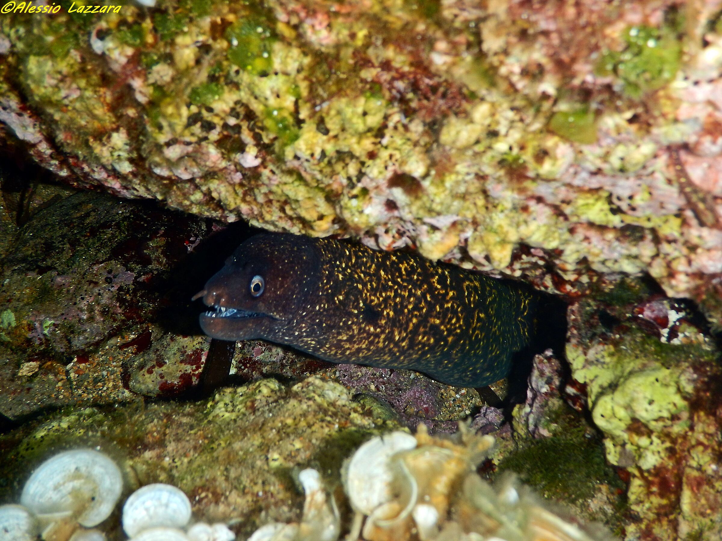 Murena 2