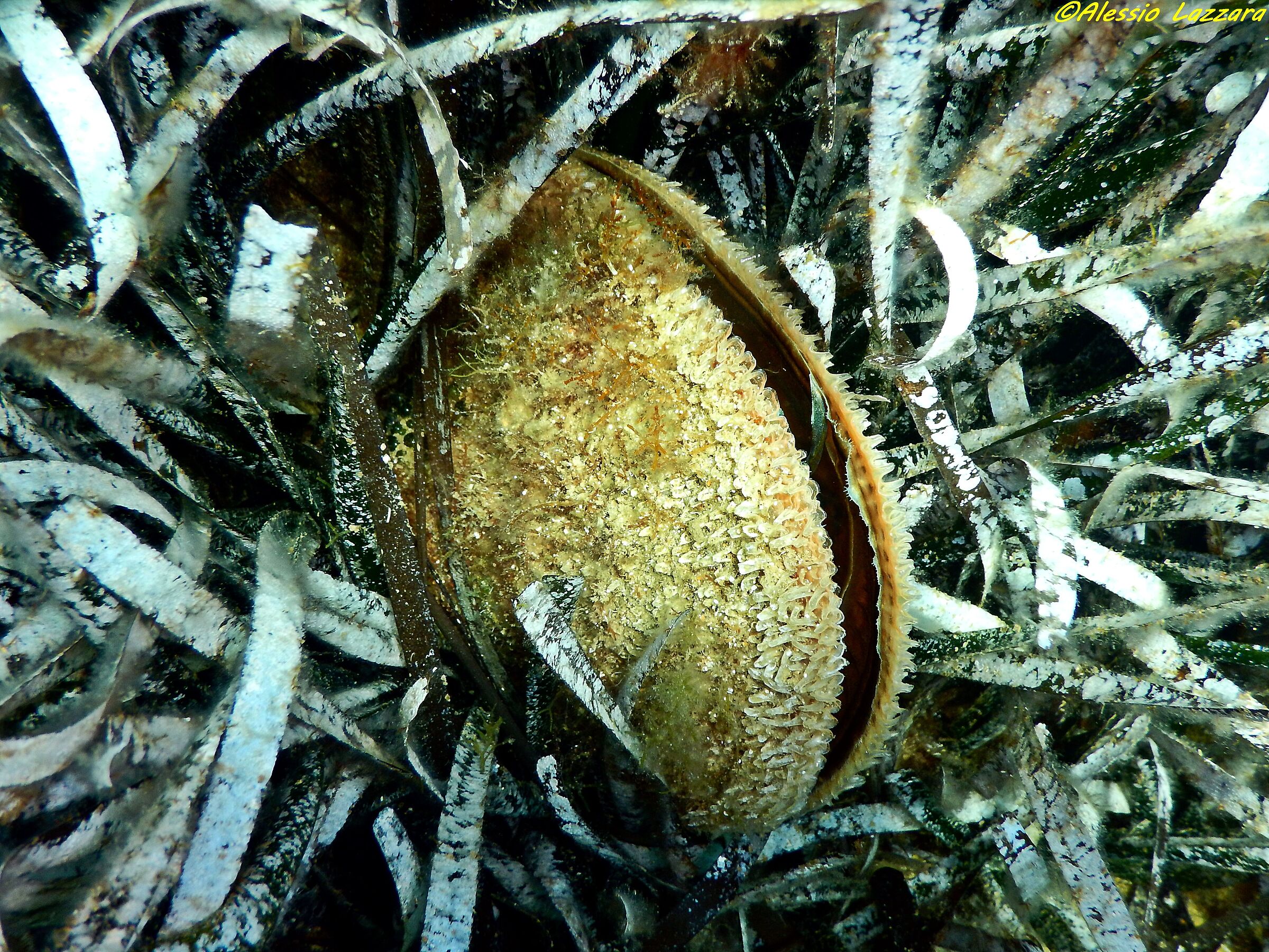 Pinna Nobilis