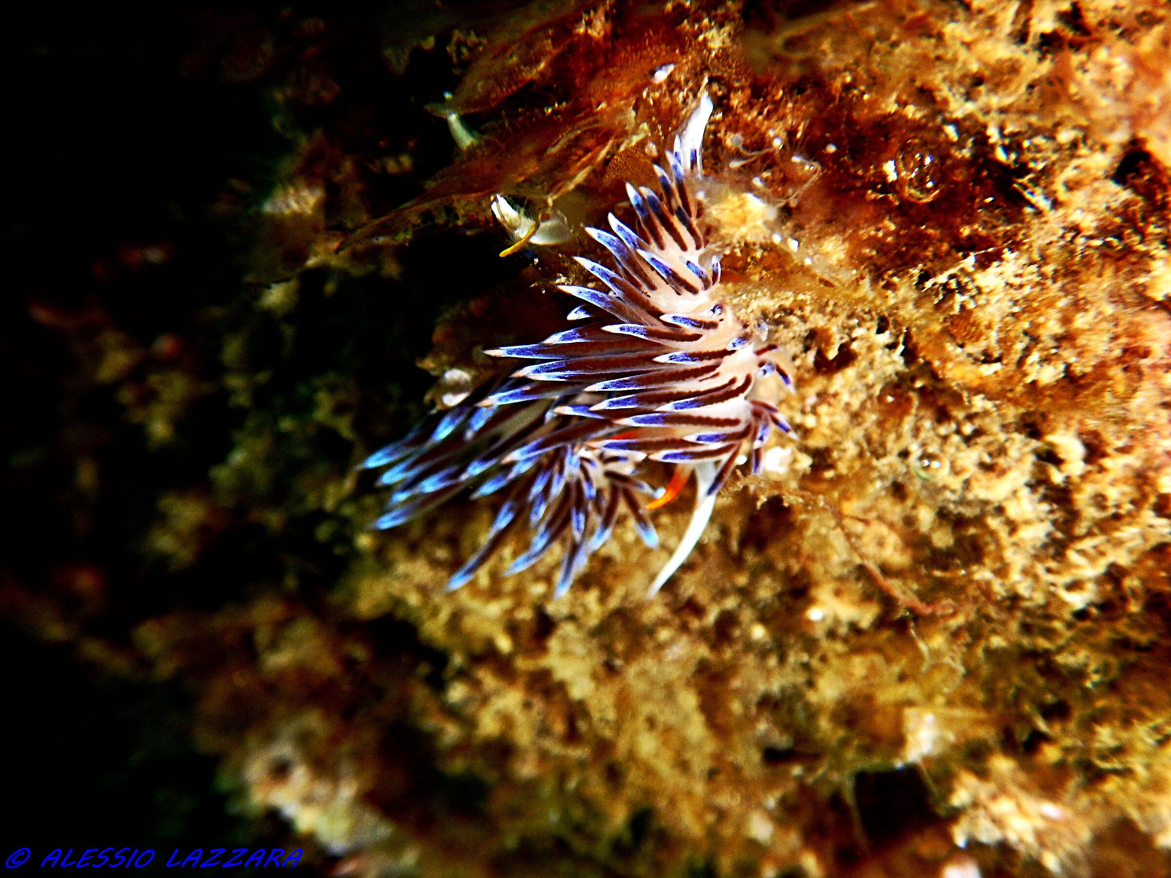 Nudibranco