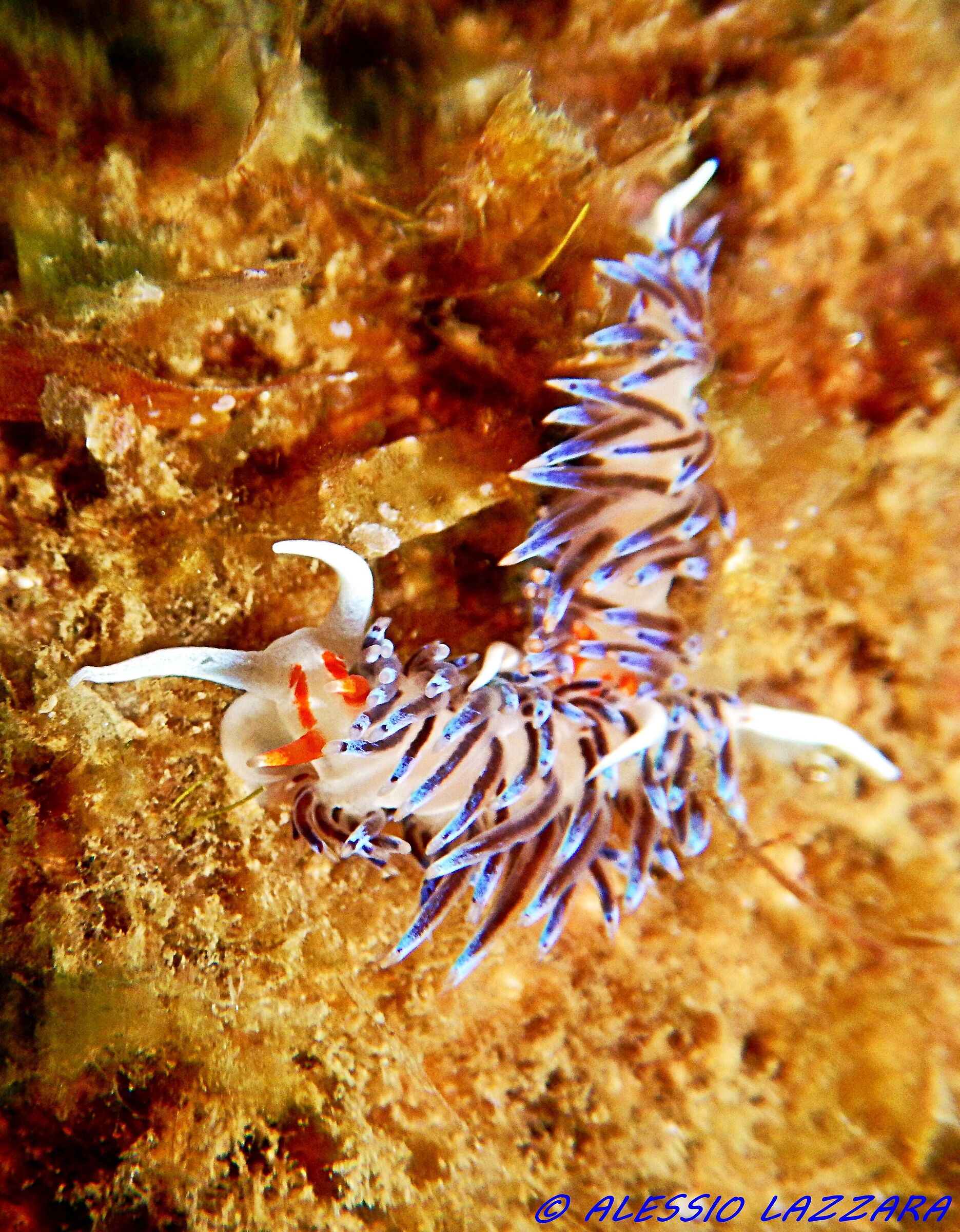 Nudibranco 2
