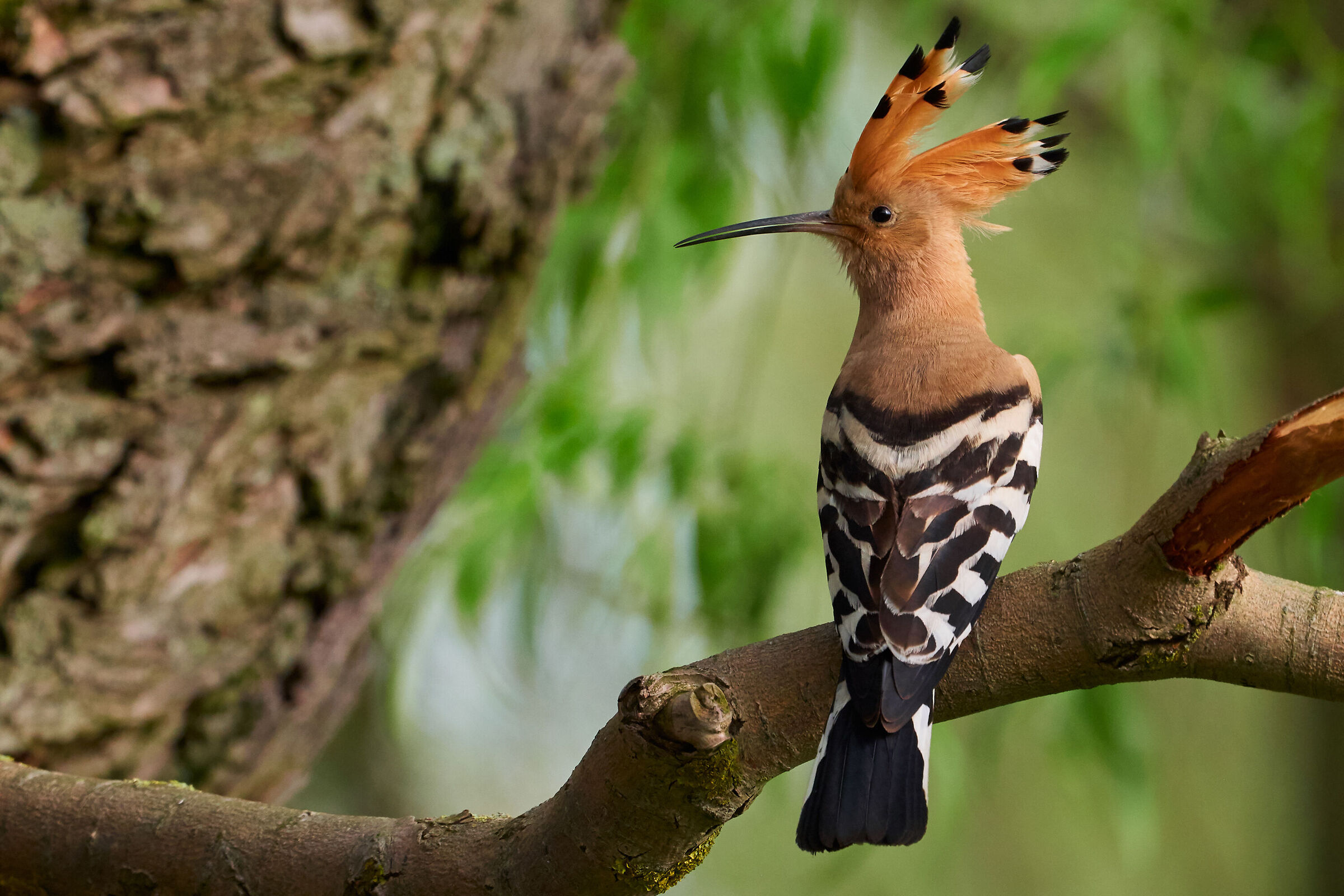Hoopoe ( Upupa epops )