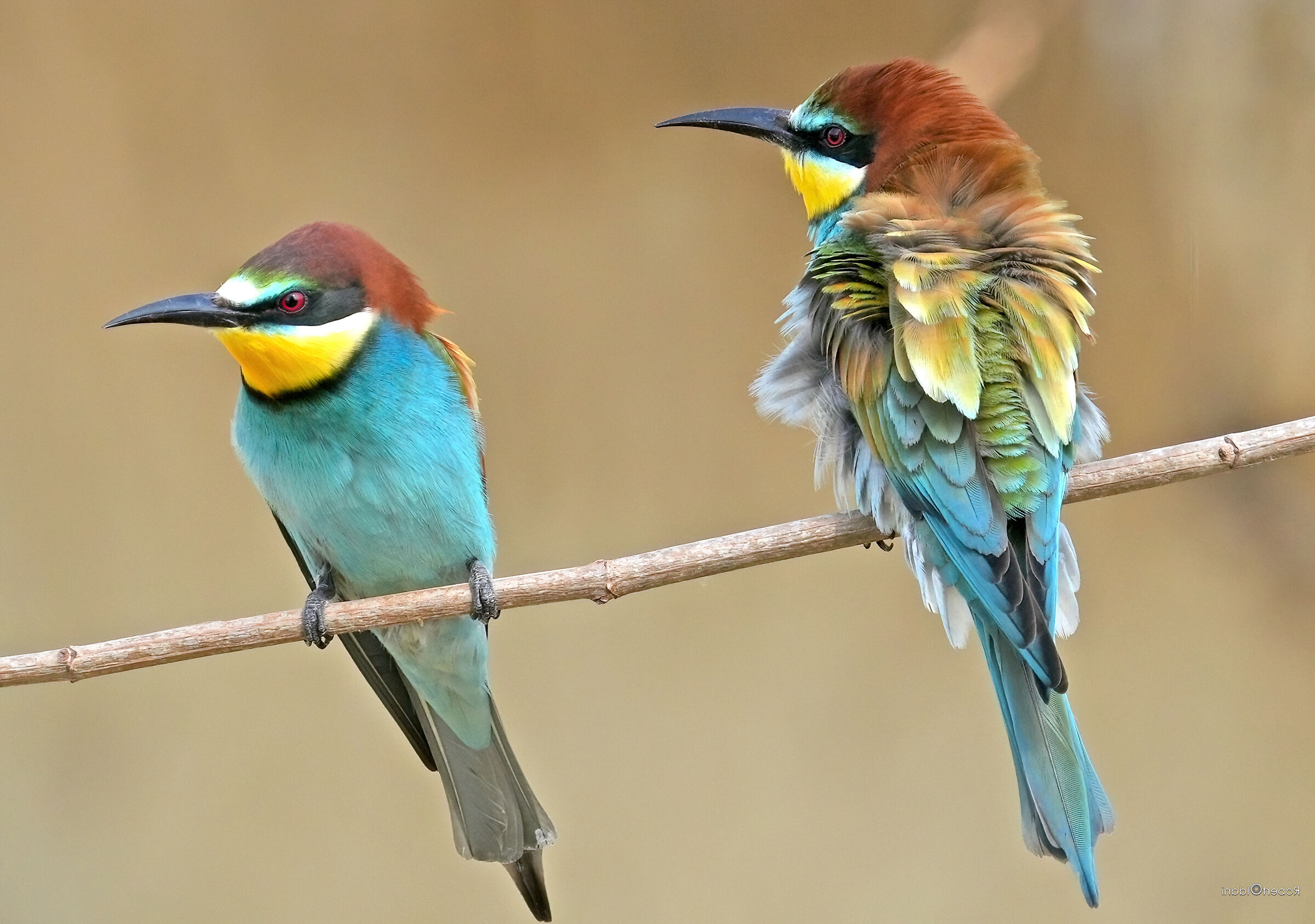 volare per 5000 km per tornare in Italia.....ogni anno