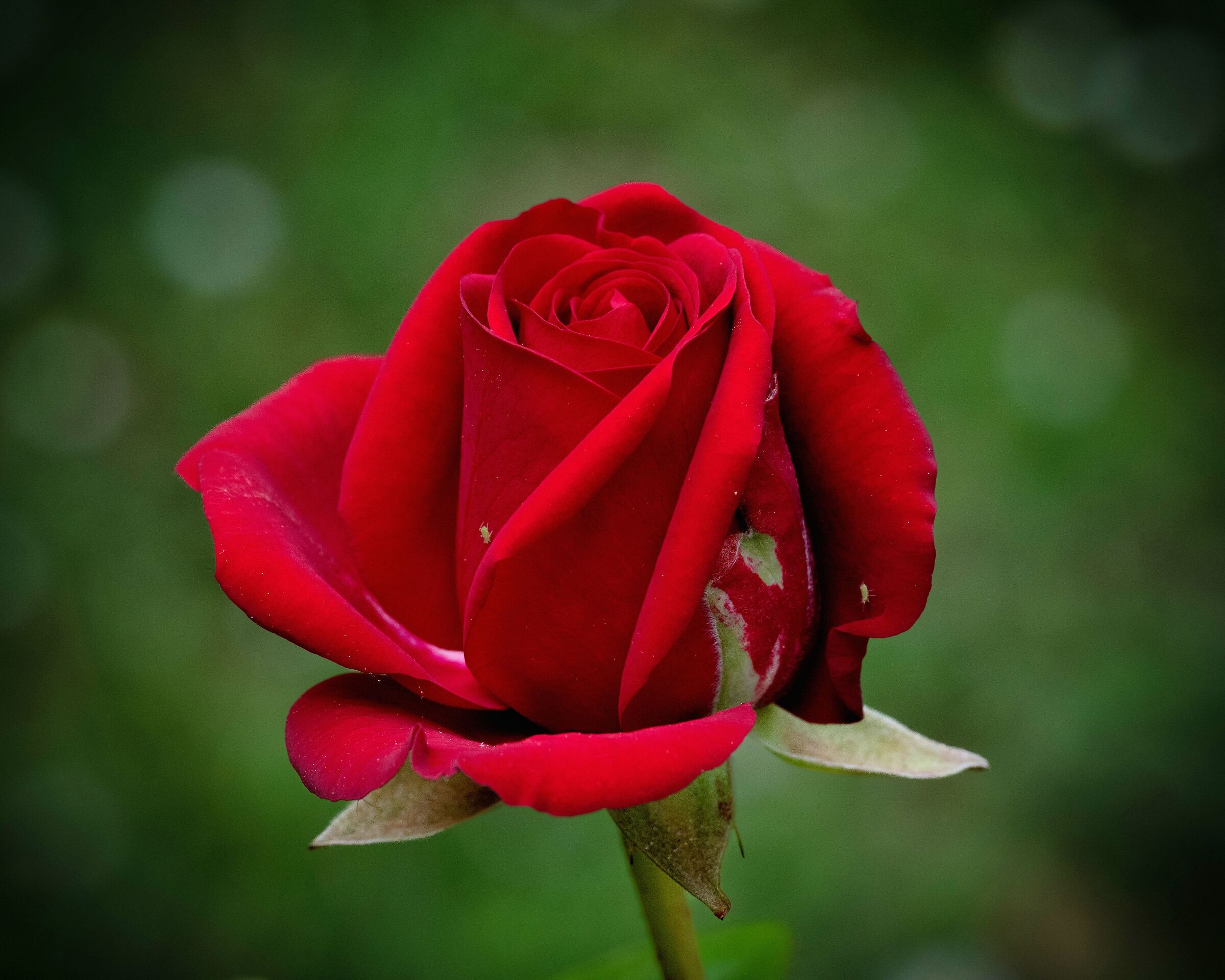 Red rose