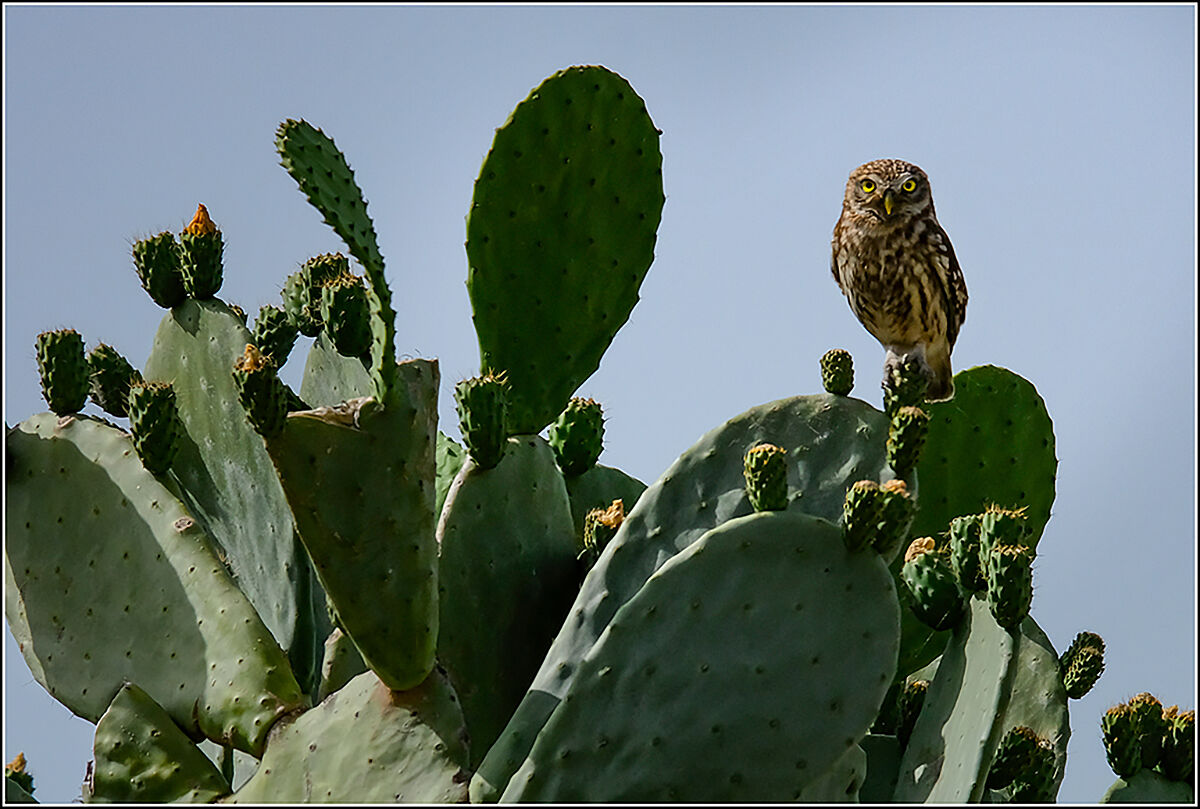The new neighbor