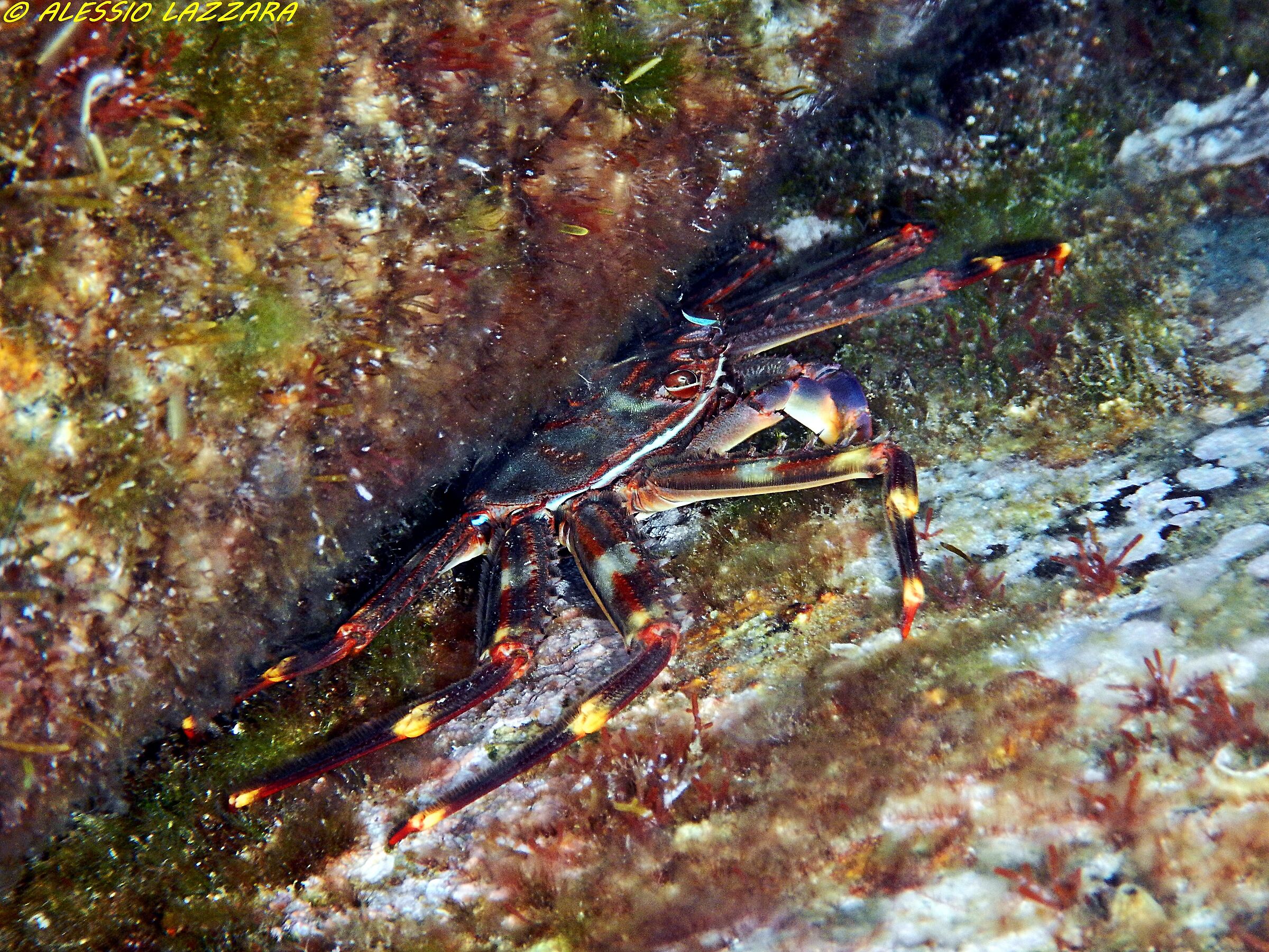 Granchio