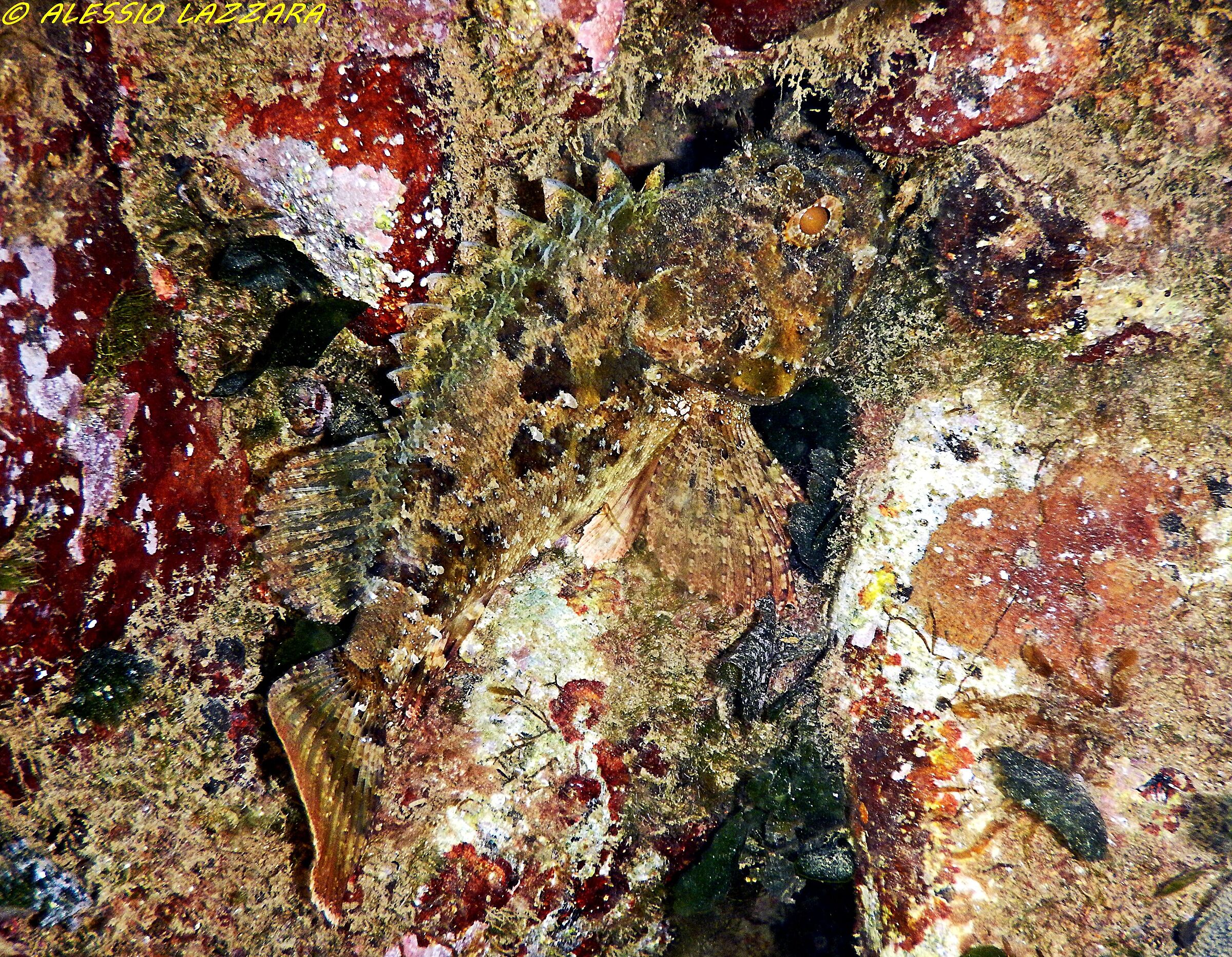 Scorfano