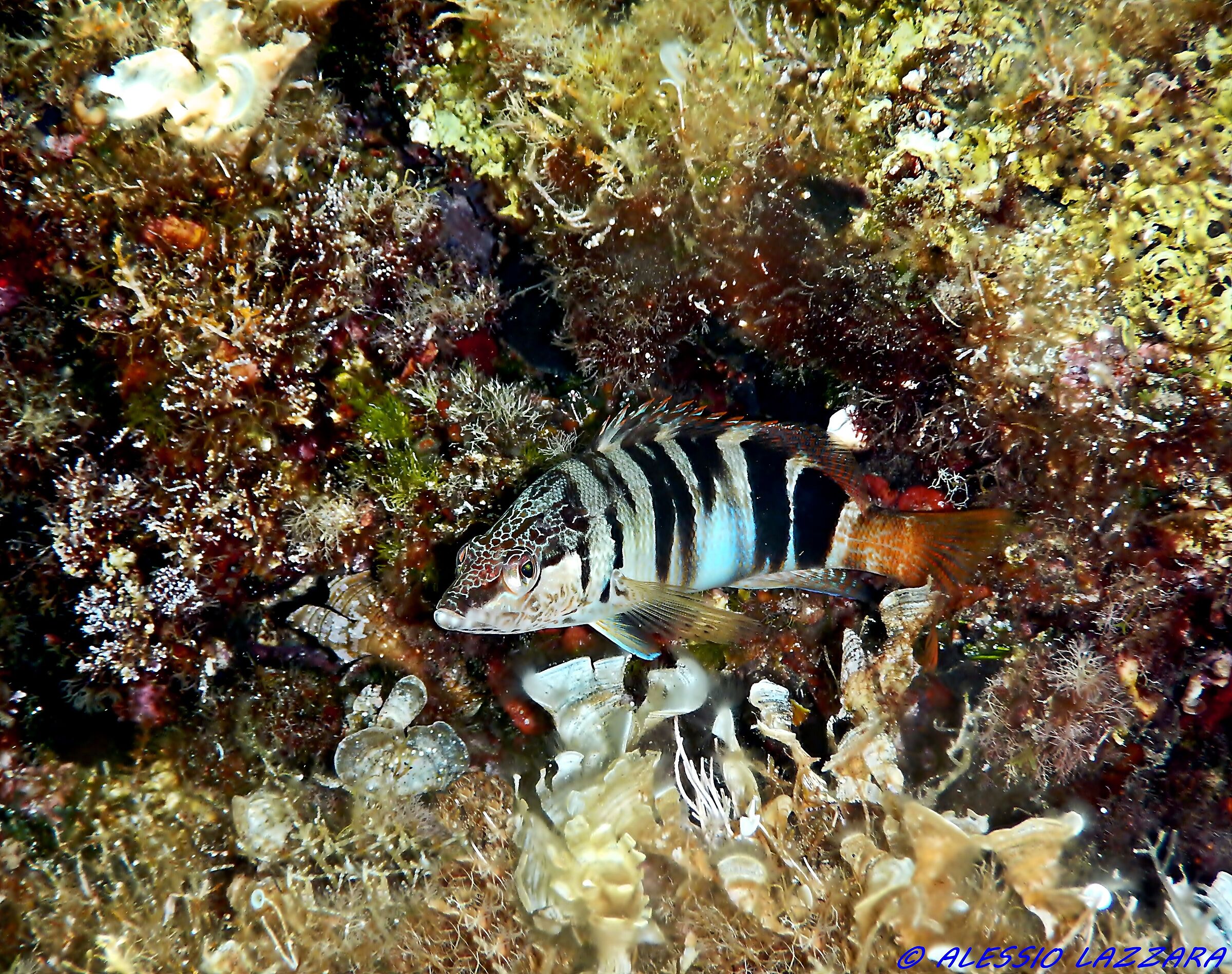 Sciarrano