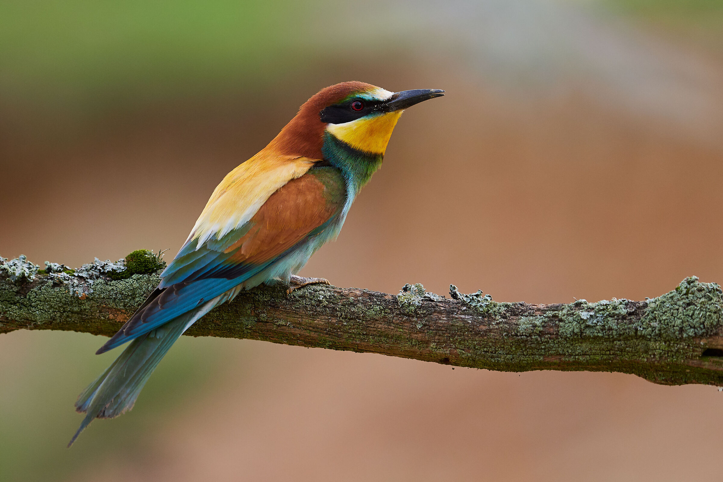 Apiaster europeo ( Merops apiaster )