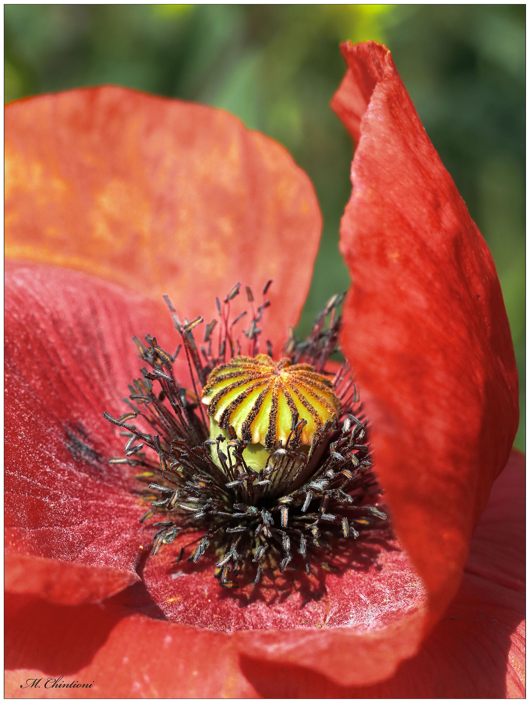 .. solo un Papavero