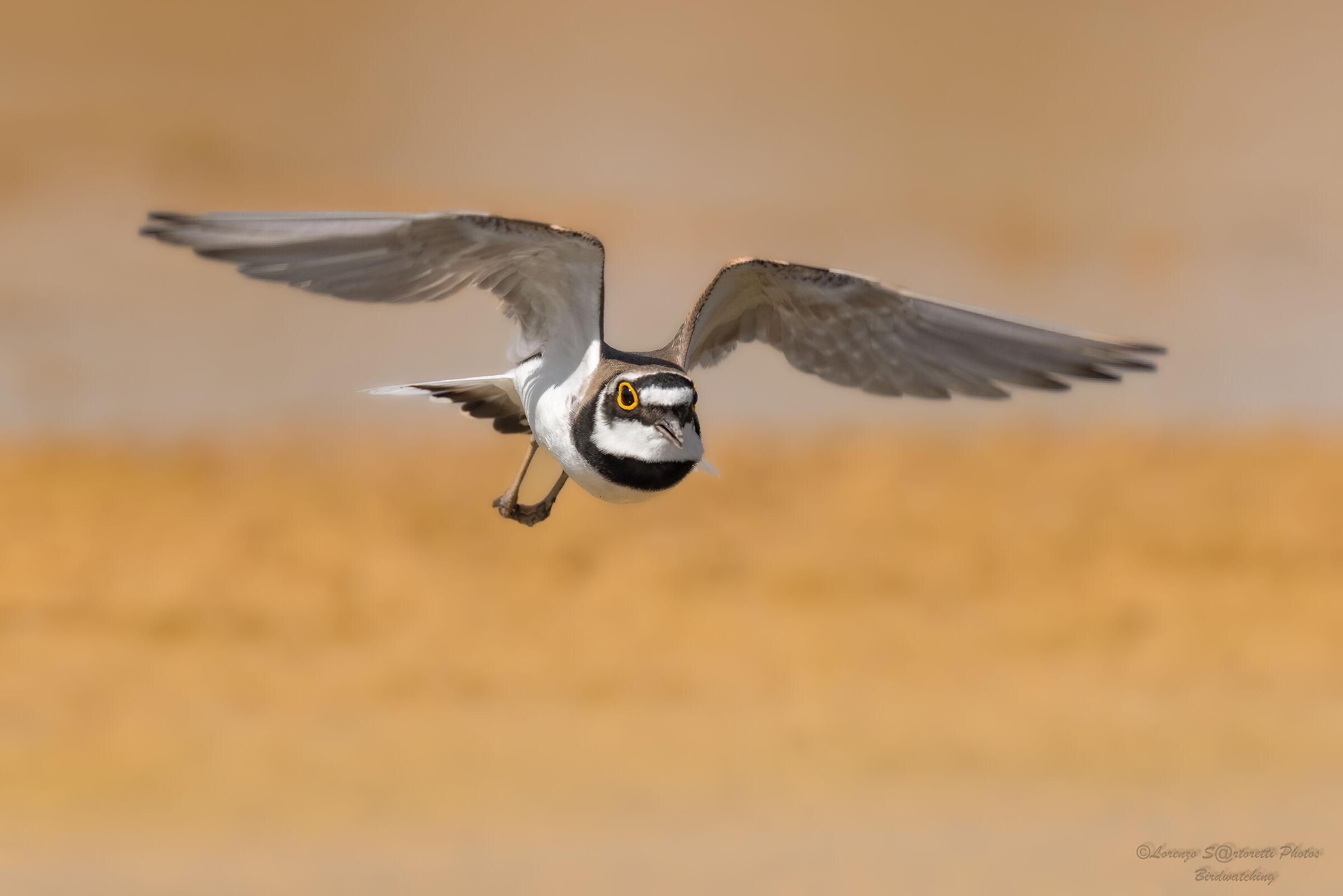 Little ringed plover