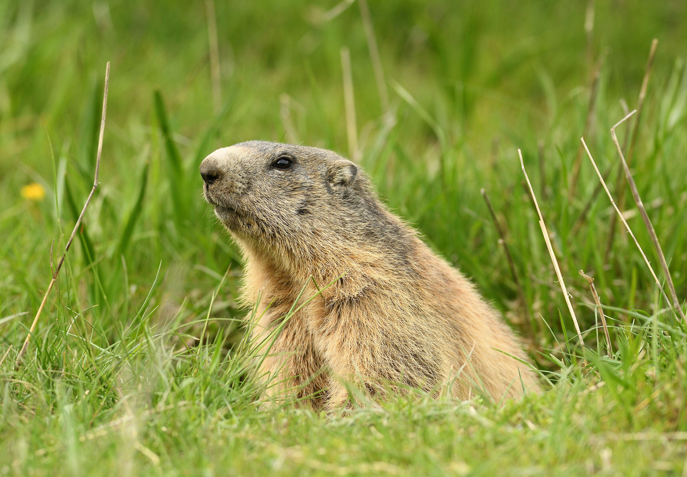 Marmotta