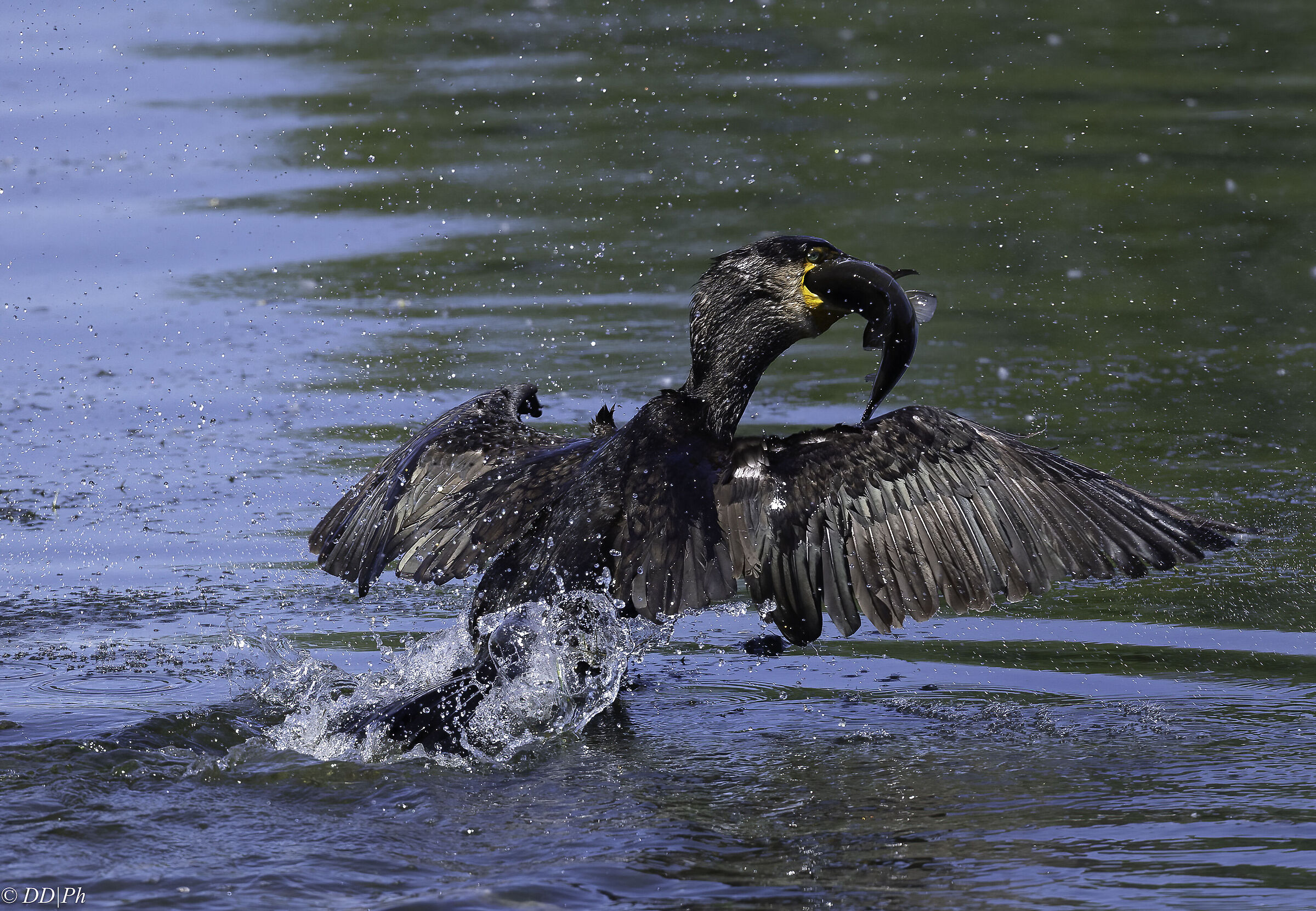 Cormorant