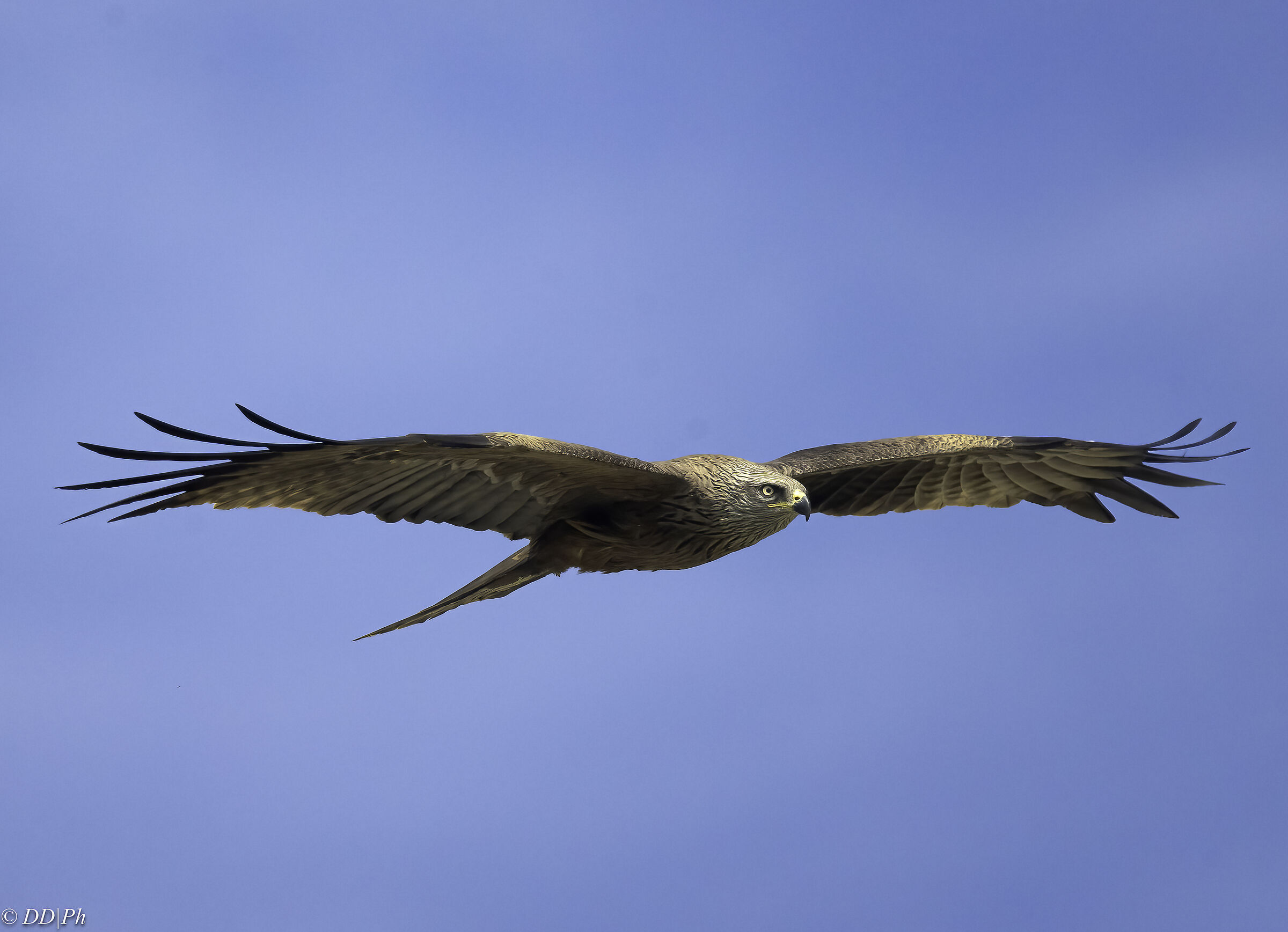 Black kite