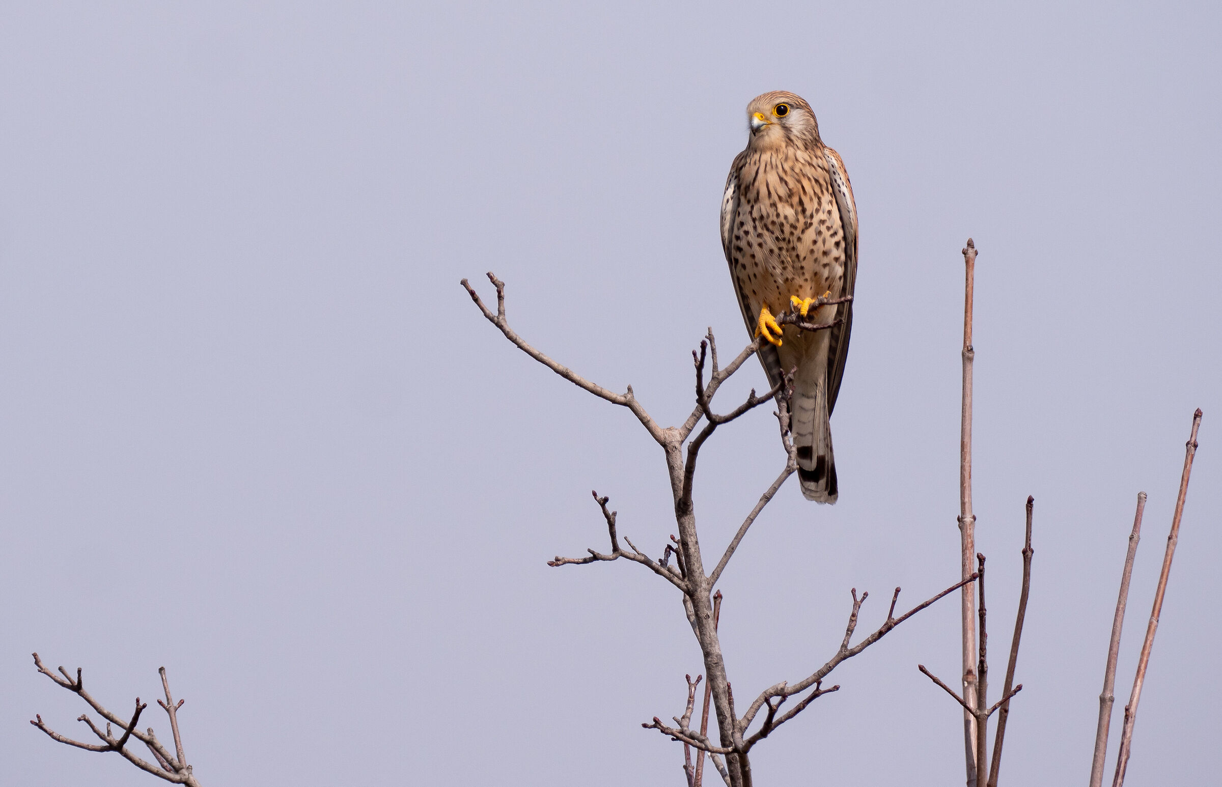 Kestrel (F)