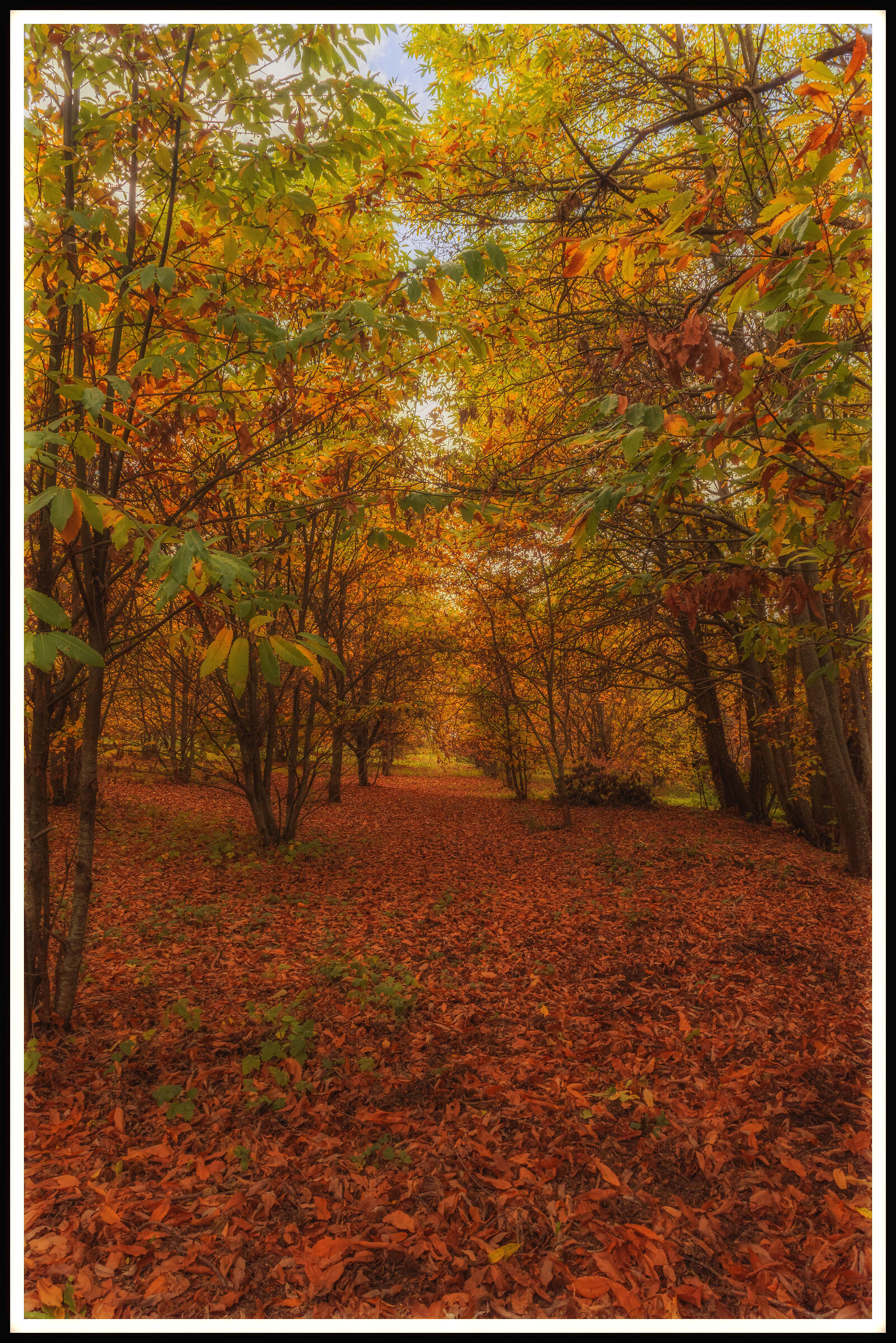 Passaggio nel bosco autunnale