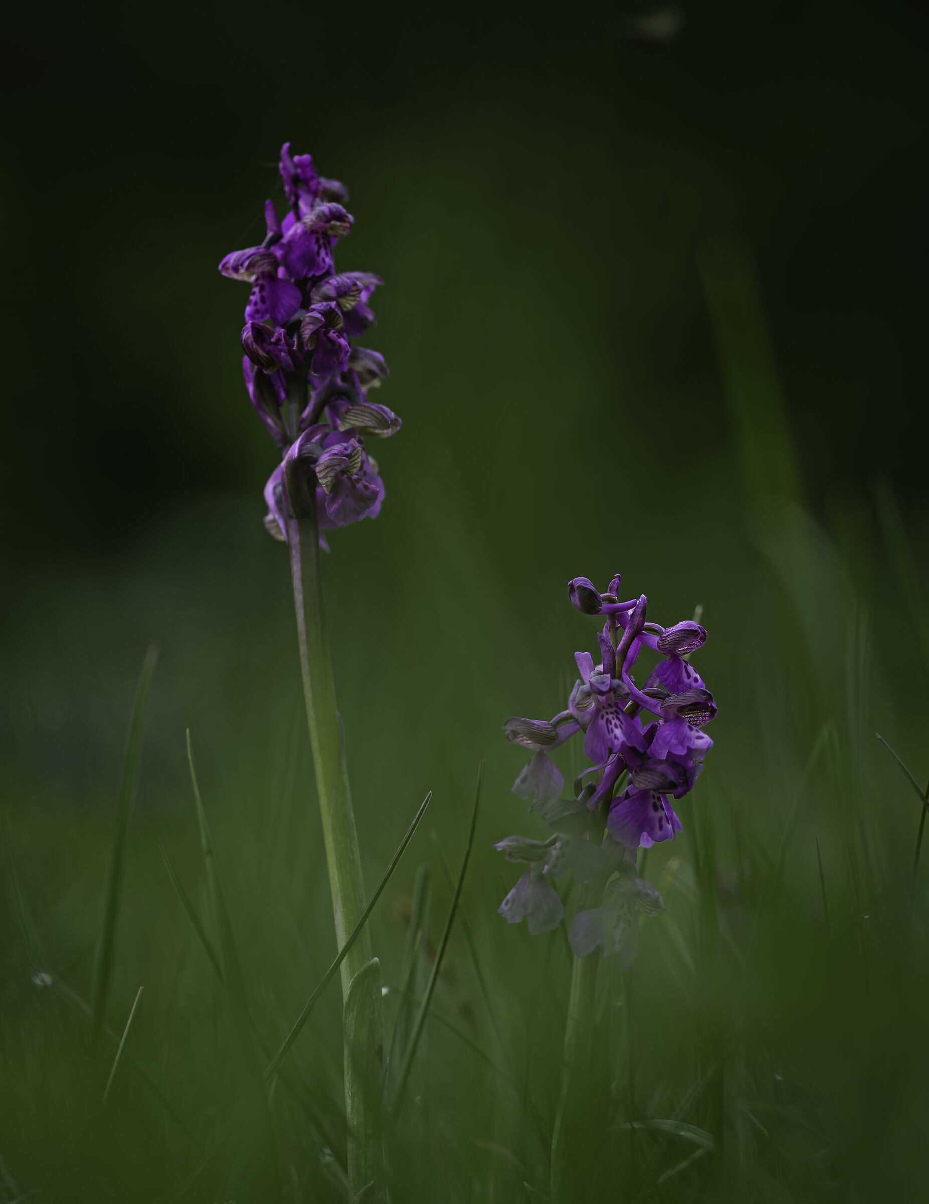 Anacamptis morio