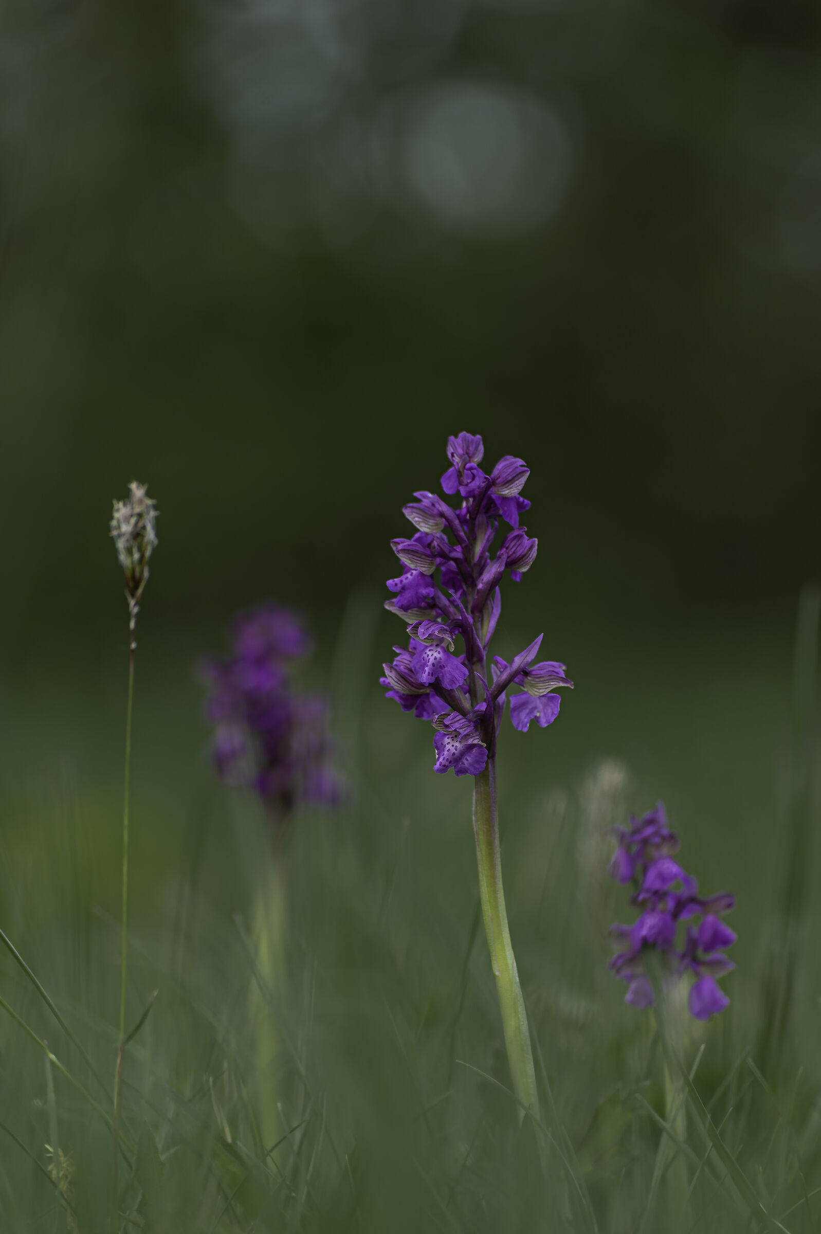 Anacamptis morio