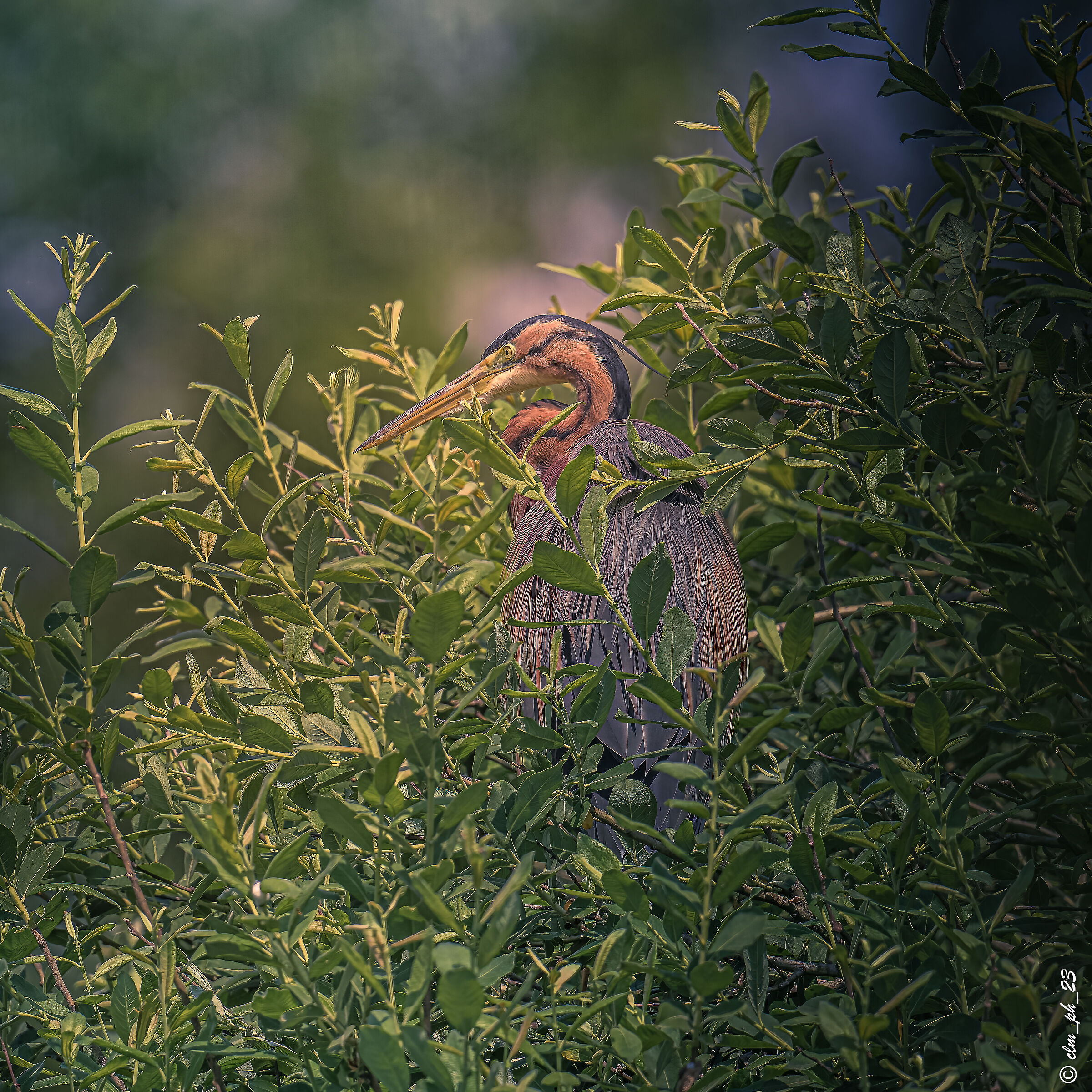Livorno Ferraris (Vc) - Italy