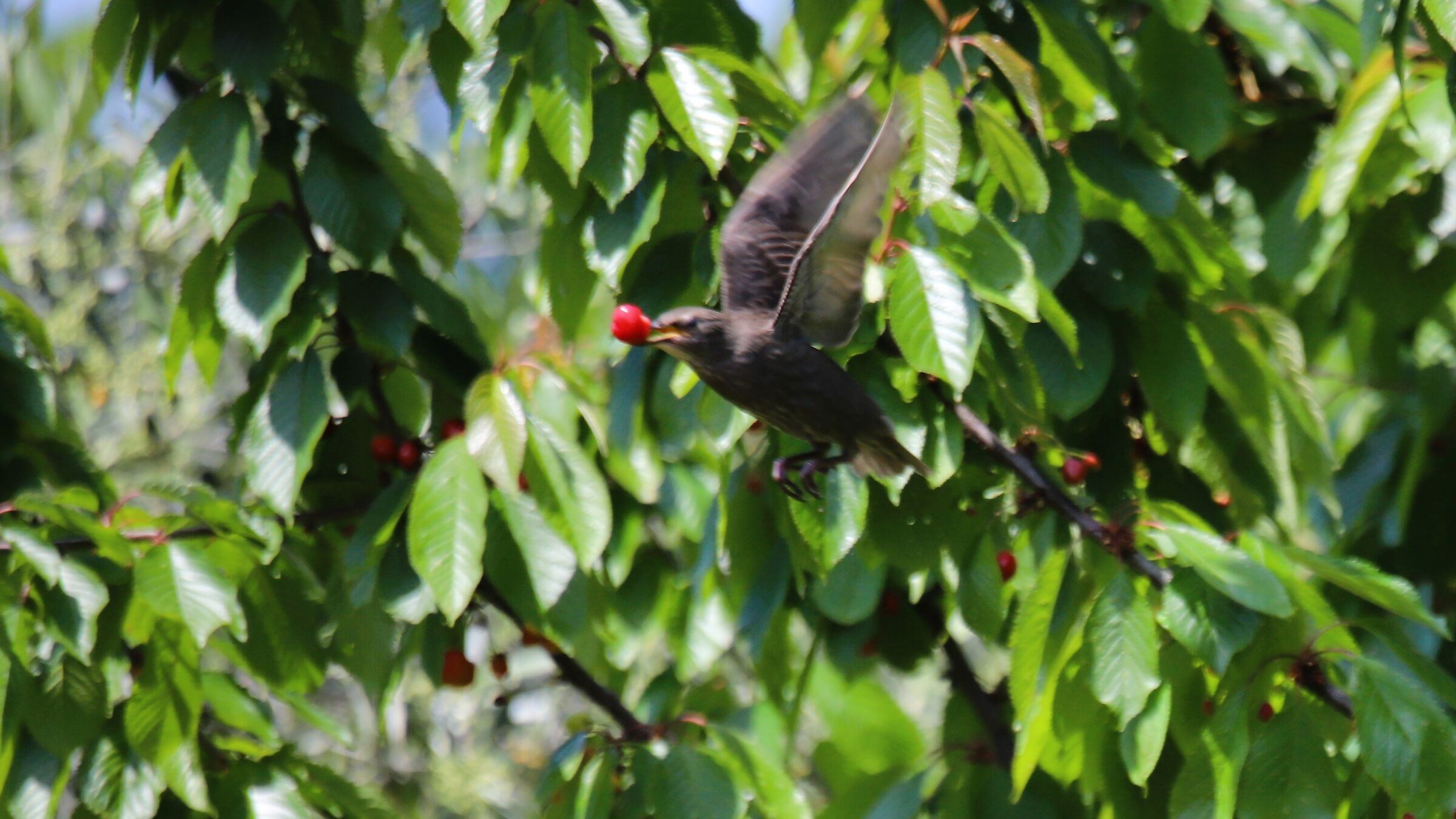 Starling with cherry