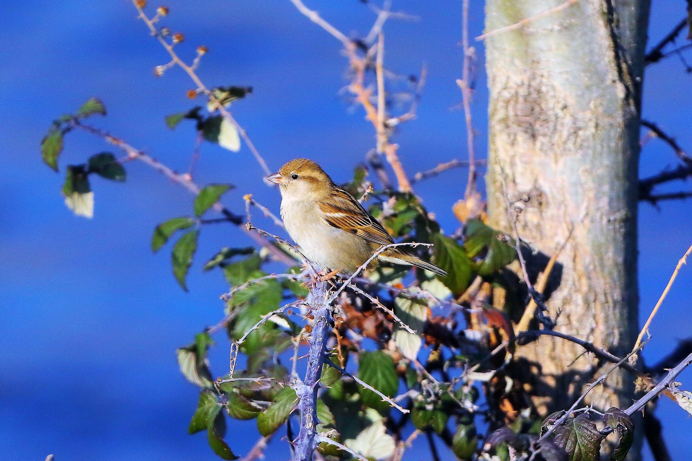 Passero 13 febbraio 2023