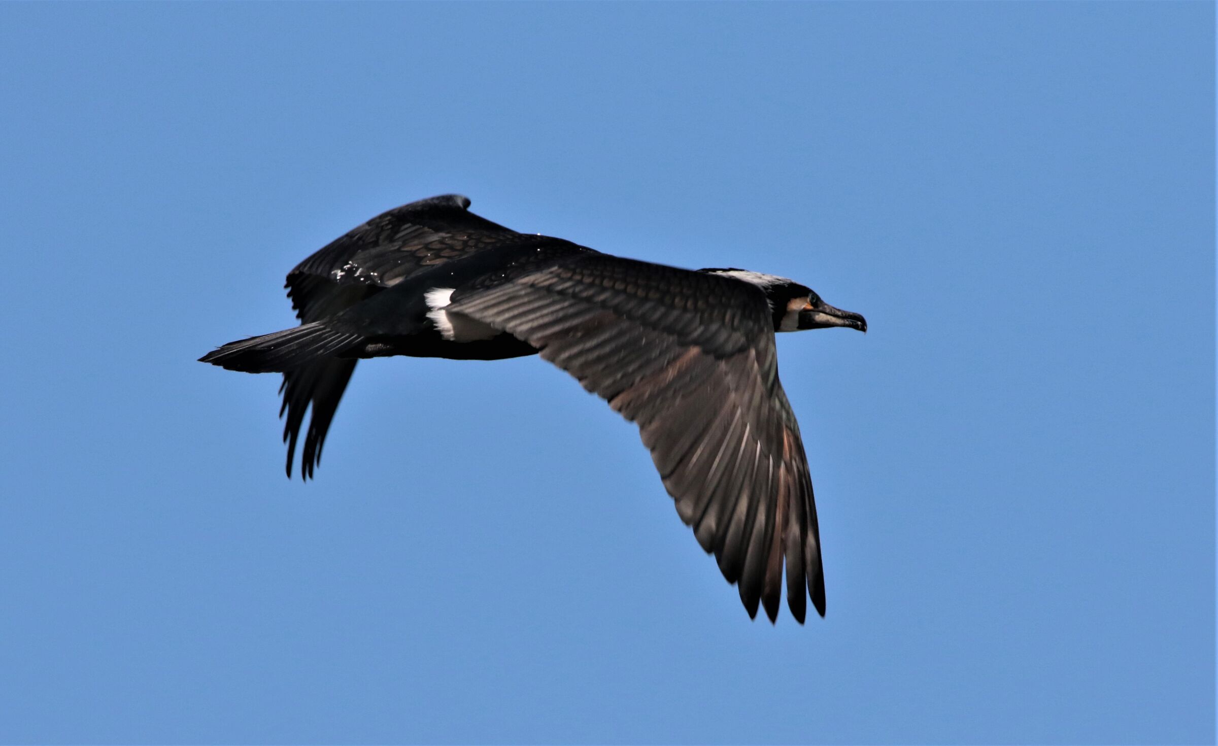 cormorano abito nuziale in attenuazione