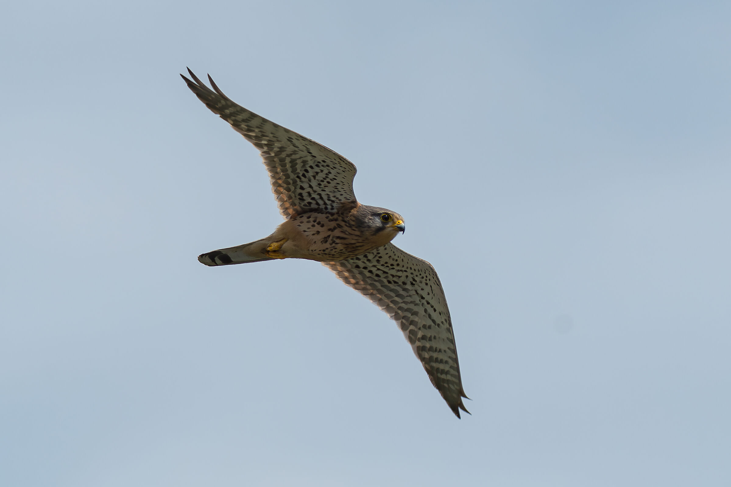 Kestrel