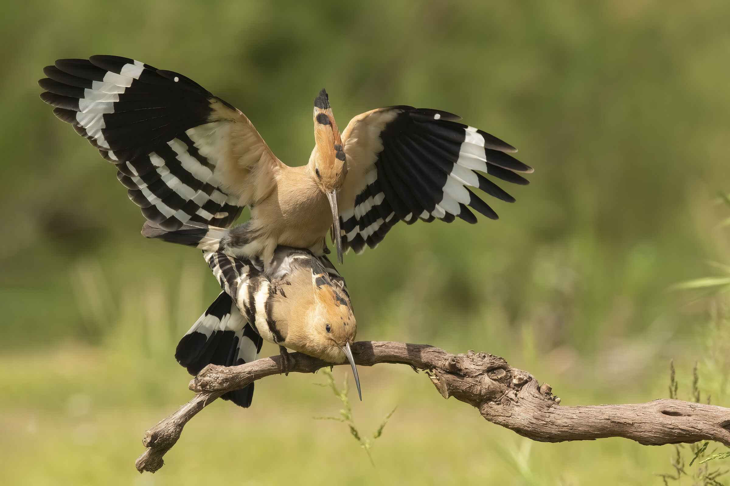 Hoopoe