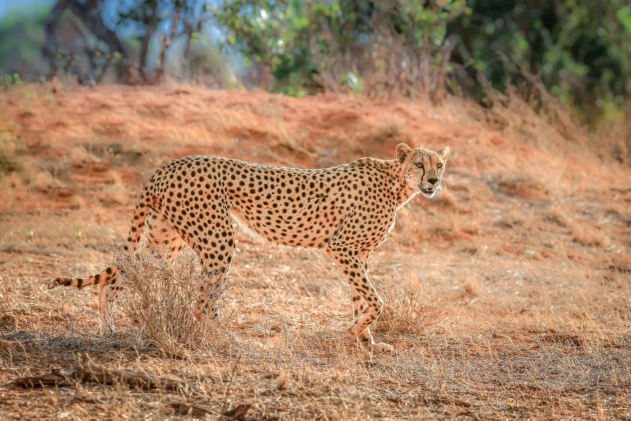 Cheetah in Tsavo National Park