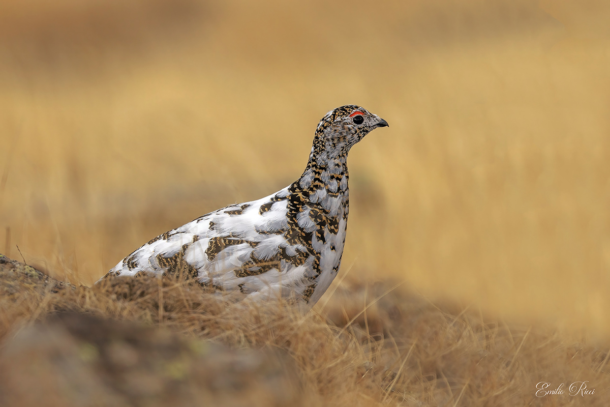 Ptarmigan, molt,
