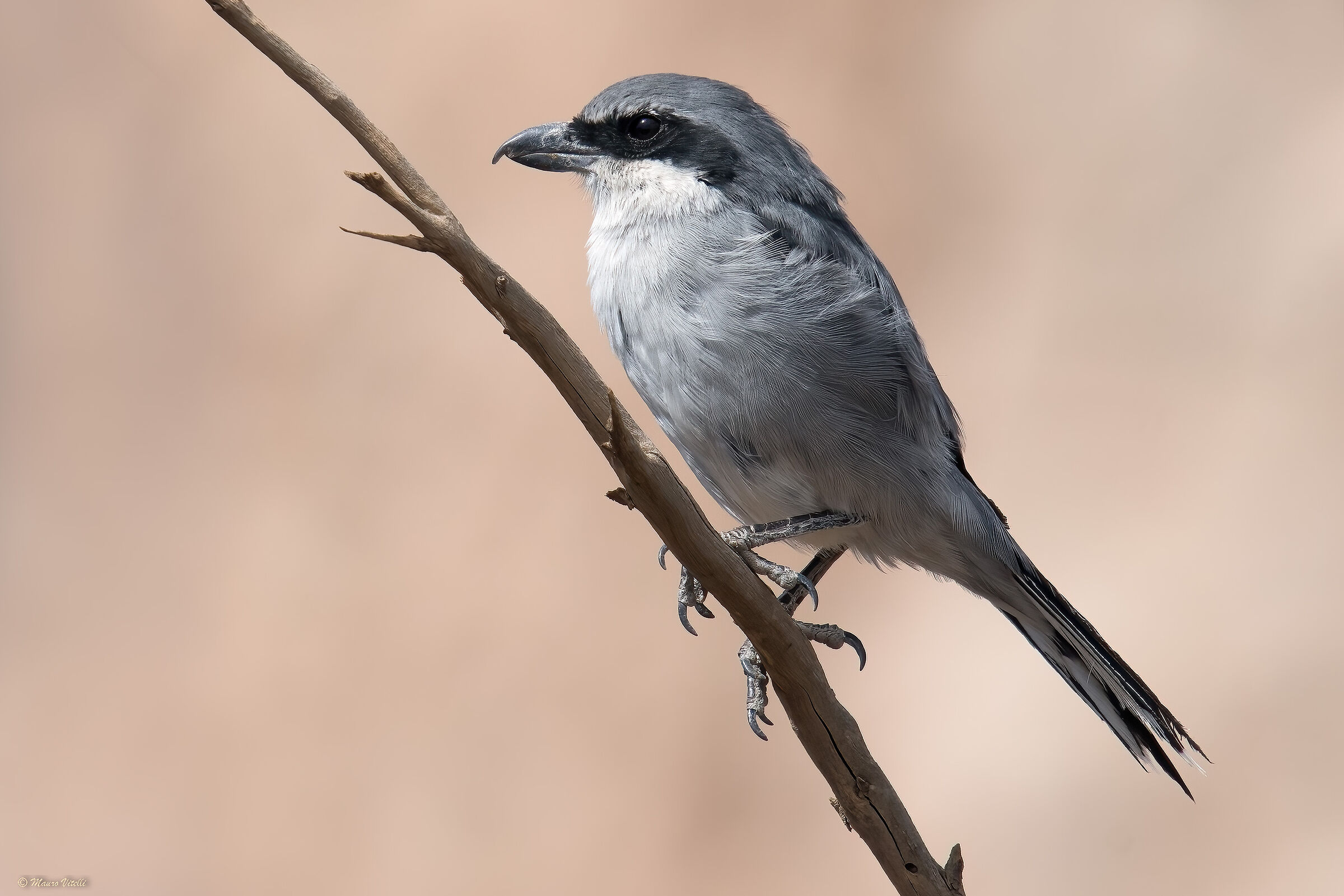 Greater Shrike (Lanius excubitor)