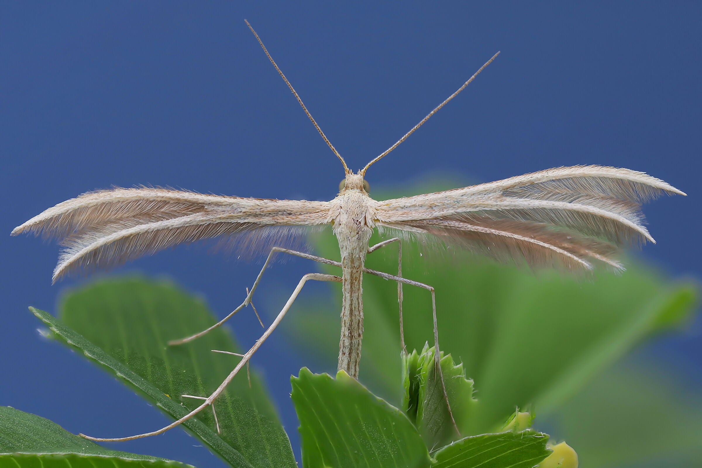 Pterophorus pentadactyla