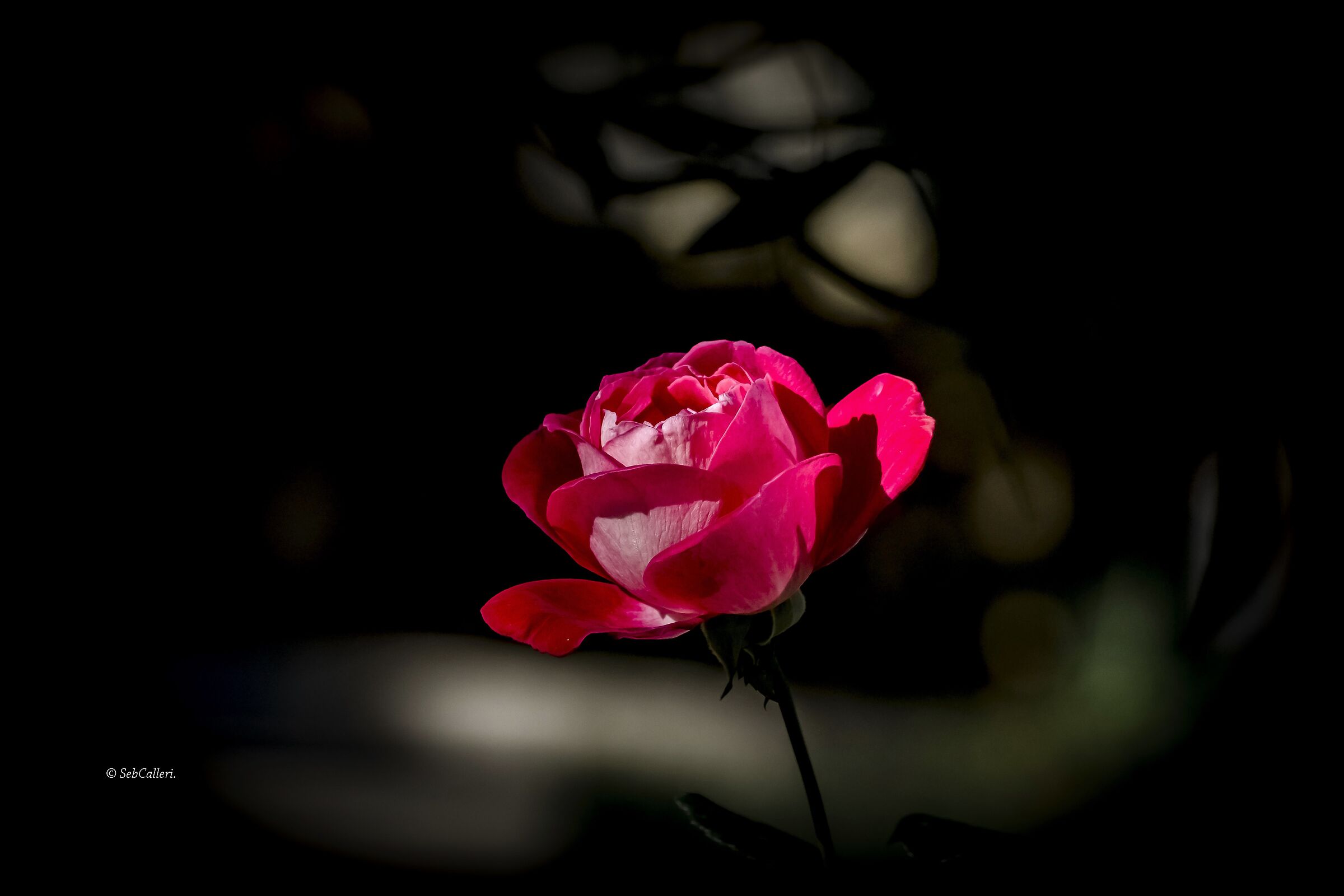 The Queen of Flowers